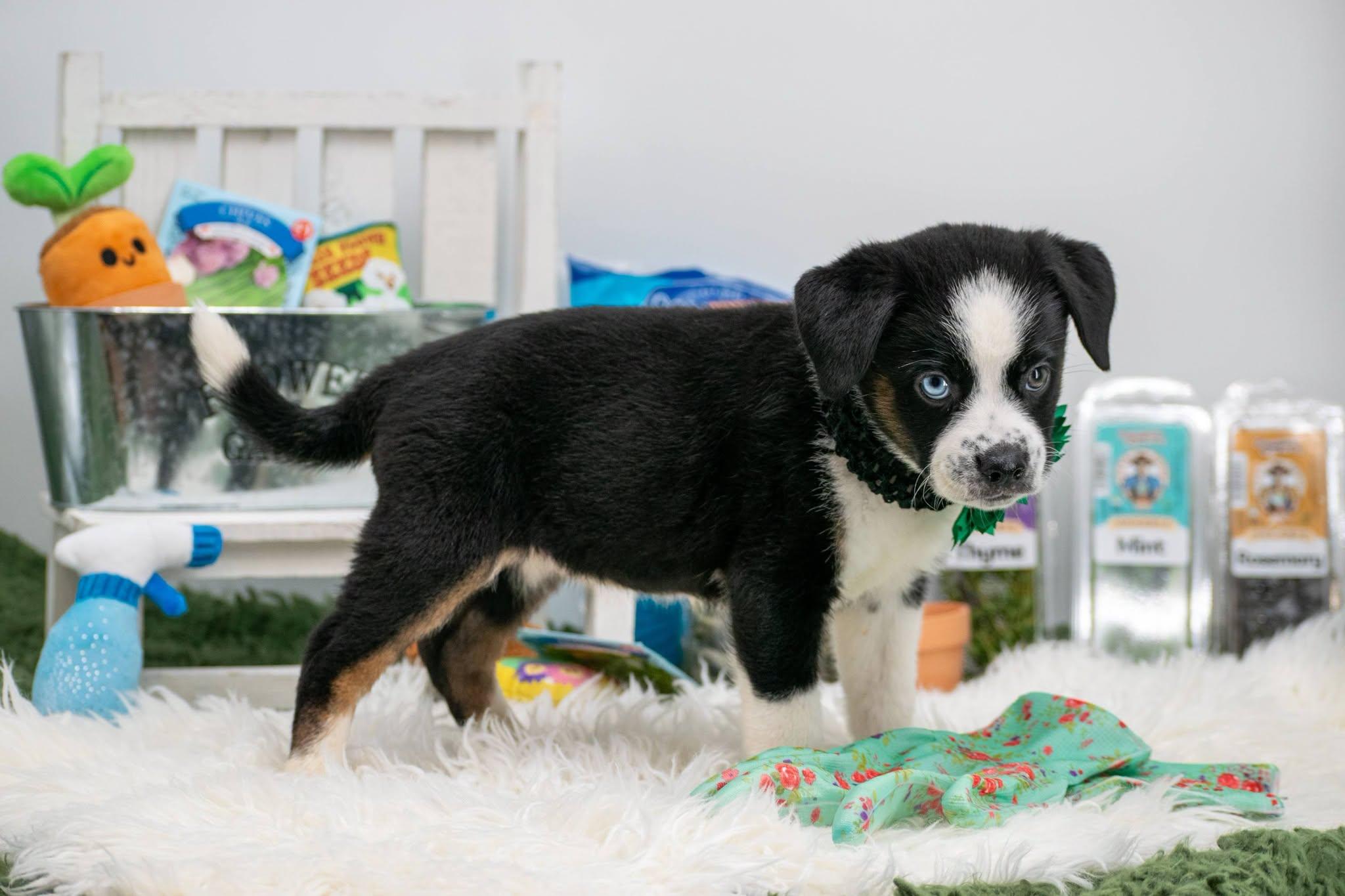 Cilantro, an adopted mixed breed in Sevierville, TN image 4/4