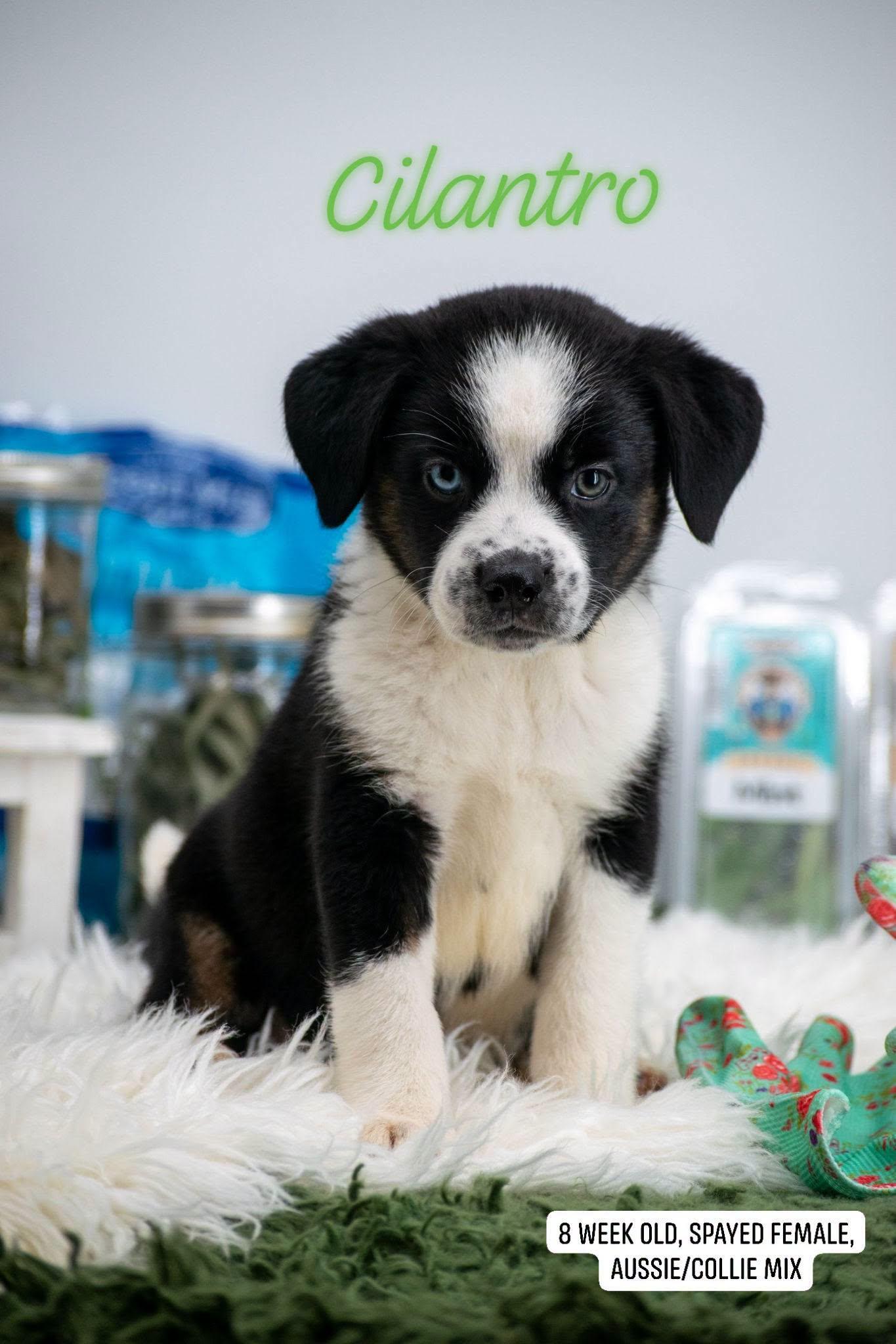 Cilantro, adopted, Puppy Female Border Collie & Australian Shepherd.