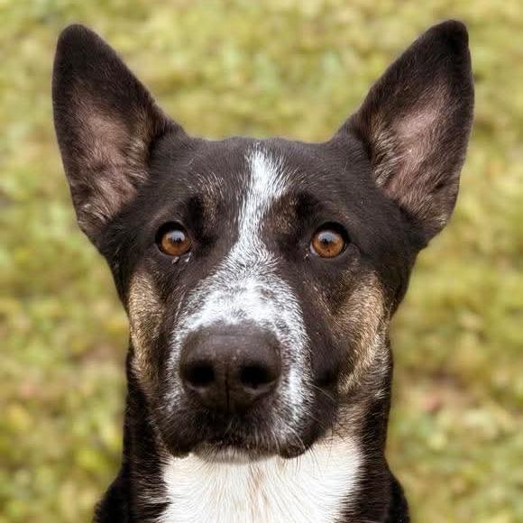 Maximus, Adoptable, Adult Male German Shepherd Dog & Mixed Breed.