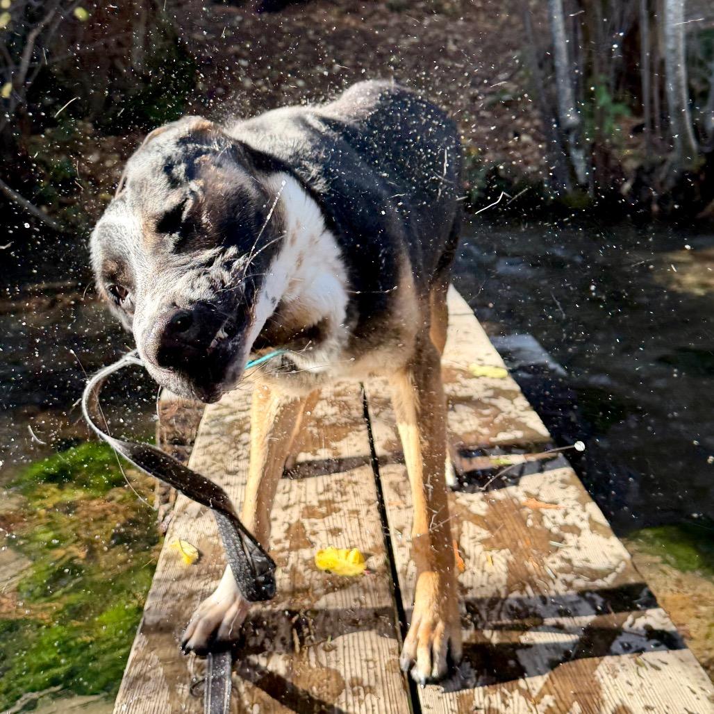 Enlarge Maximus, a Adoptable mixed breed in Mount Shasta, CA image 2/6