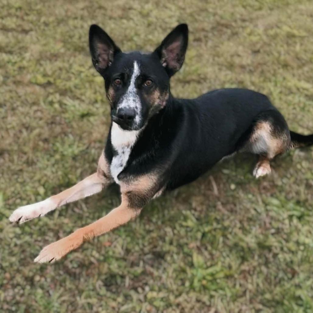 Enlarge Maximus, a Adoptable mixed breed in Mount Shasta, CA image 3/6