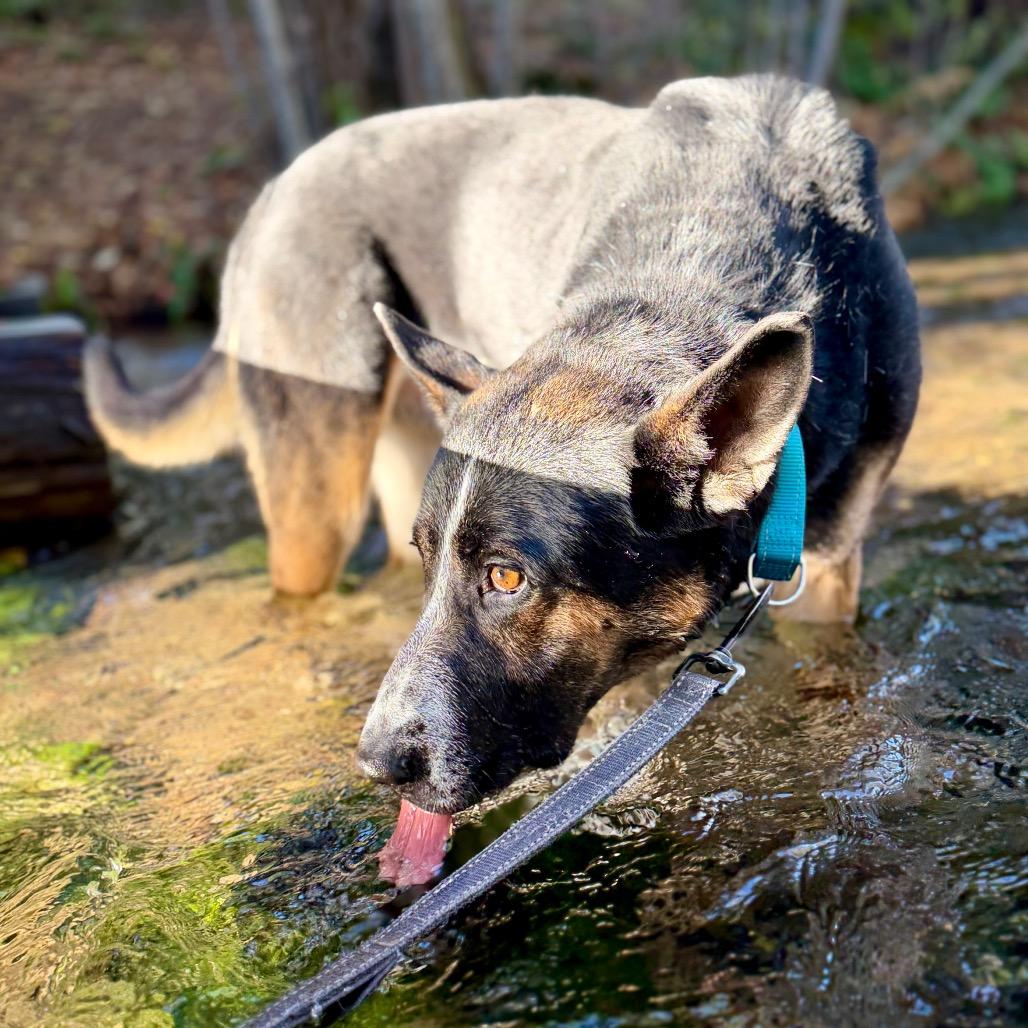 Enlarge Maximus, a Adoptable mixed breed in Mount Shasta, CA image 4/6