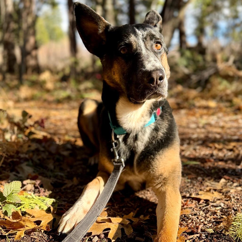 Enlarge Maximus, a Adoptable mixed breed in Mount Shasta, CA image 5/6