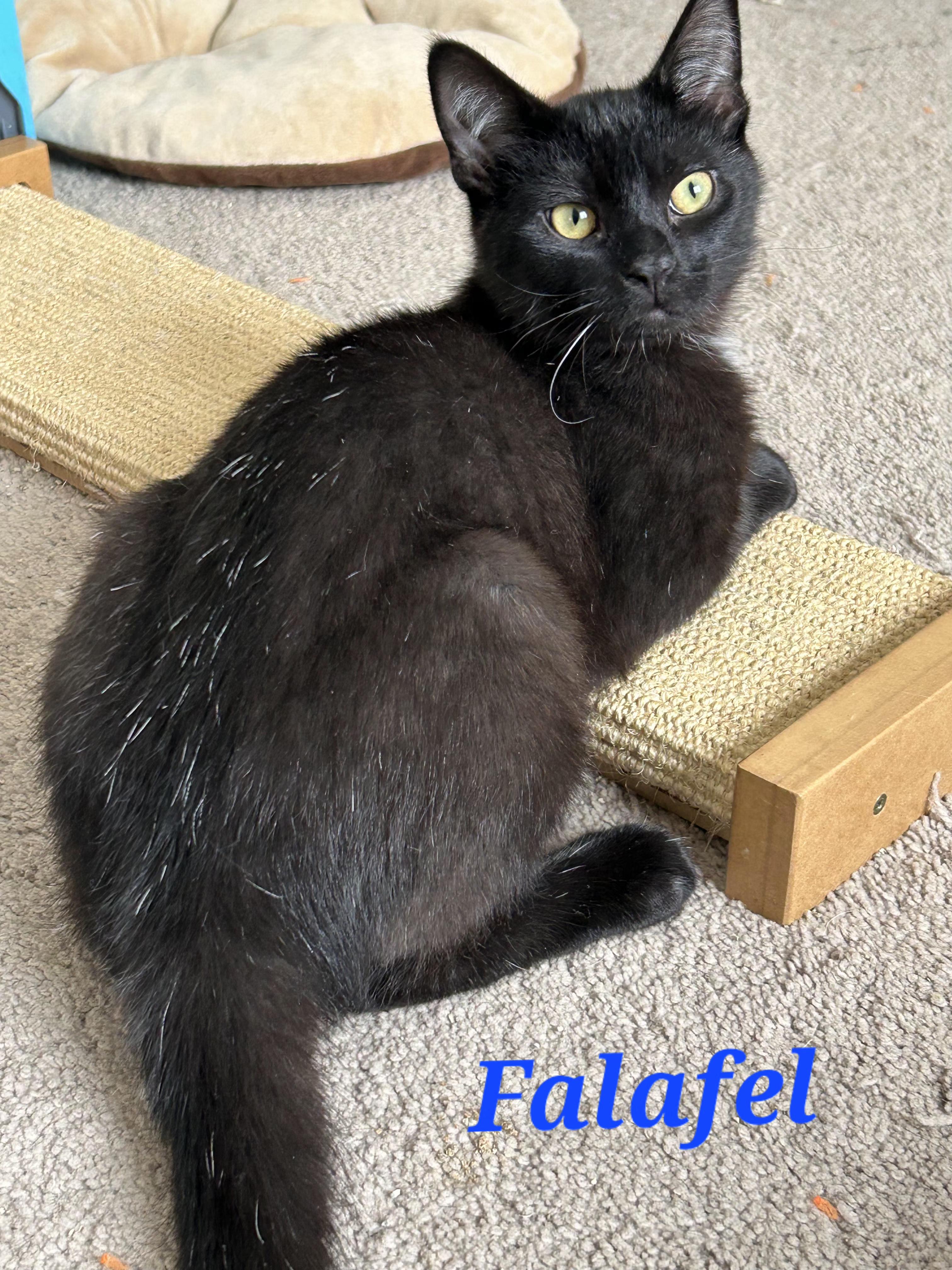 Enlarge Falafel and Tzatziki, a ADOPTABLE Tuxedo in Brighton, MI image 3/6