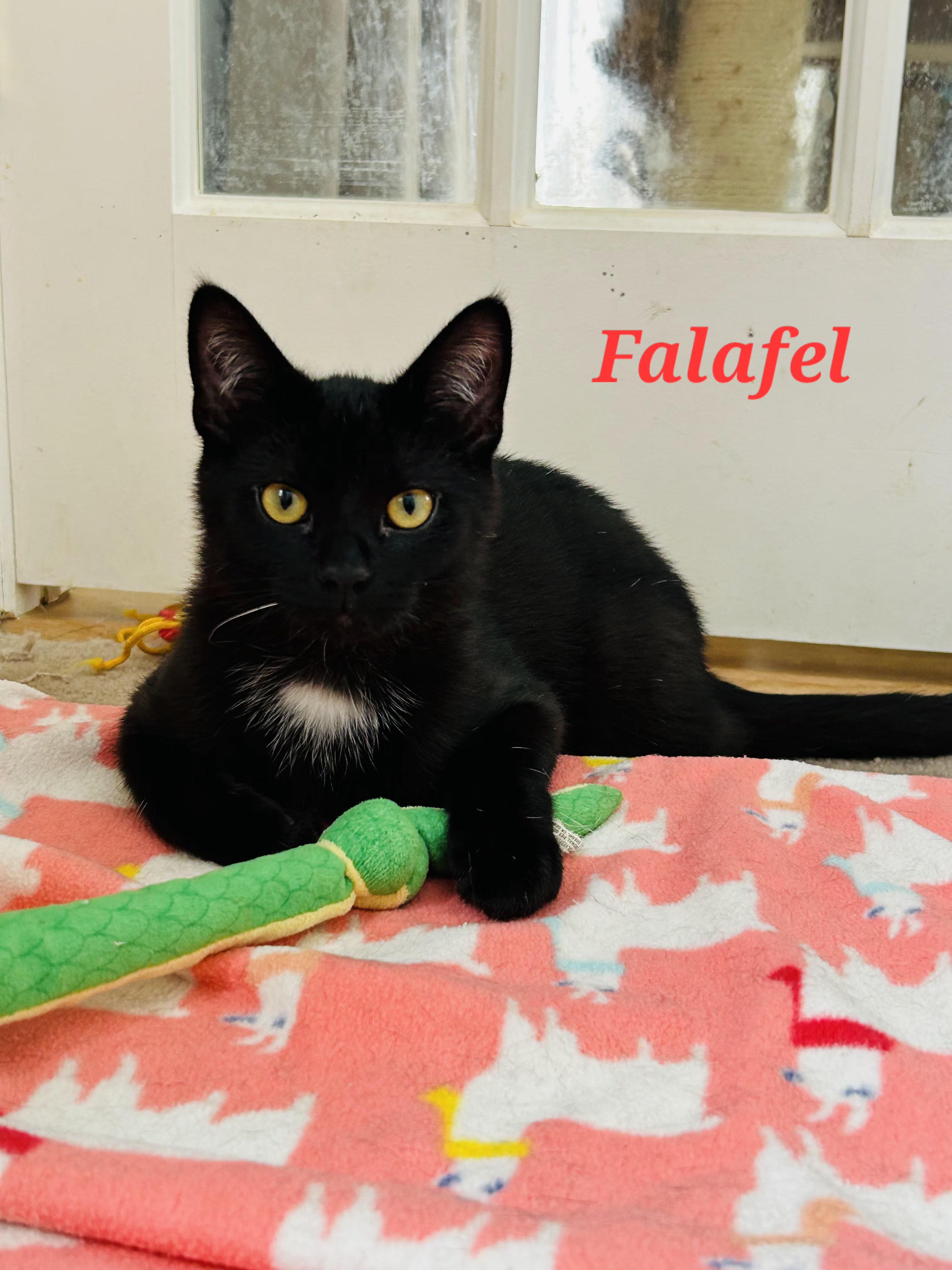 Enlarge Falafel and Tzatziki, a ADOPTABLE Tuxedo in Brighton, MI image 4/6