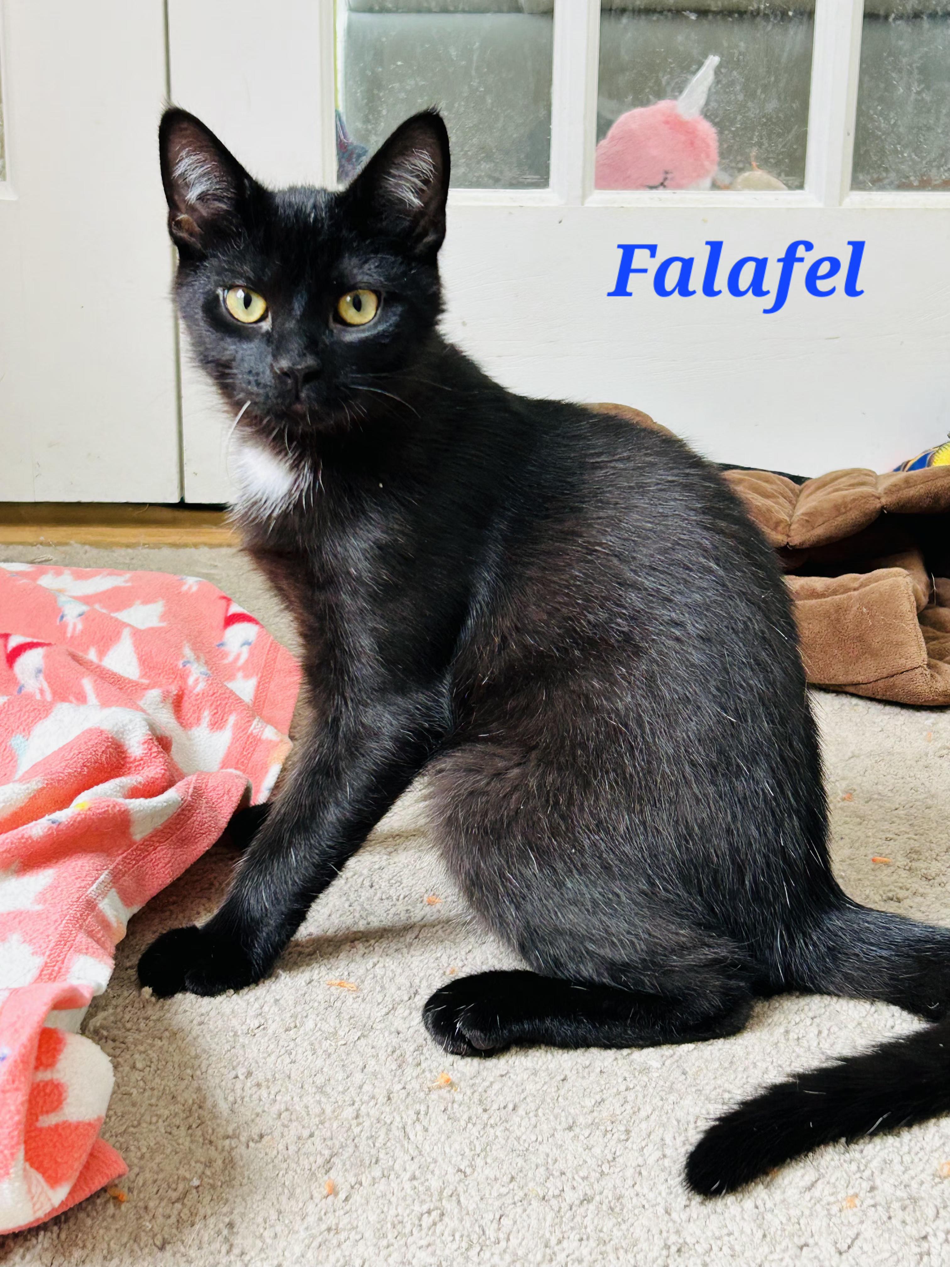 Falafel and Tzatziki, ADOPTABLE, Kitten Male Tuxedo.