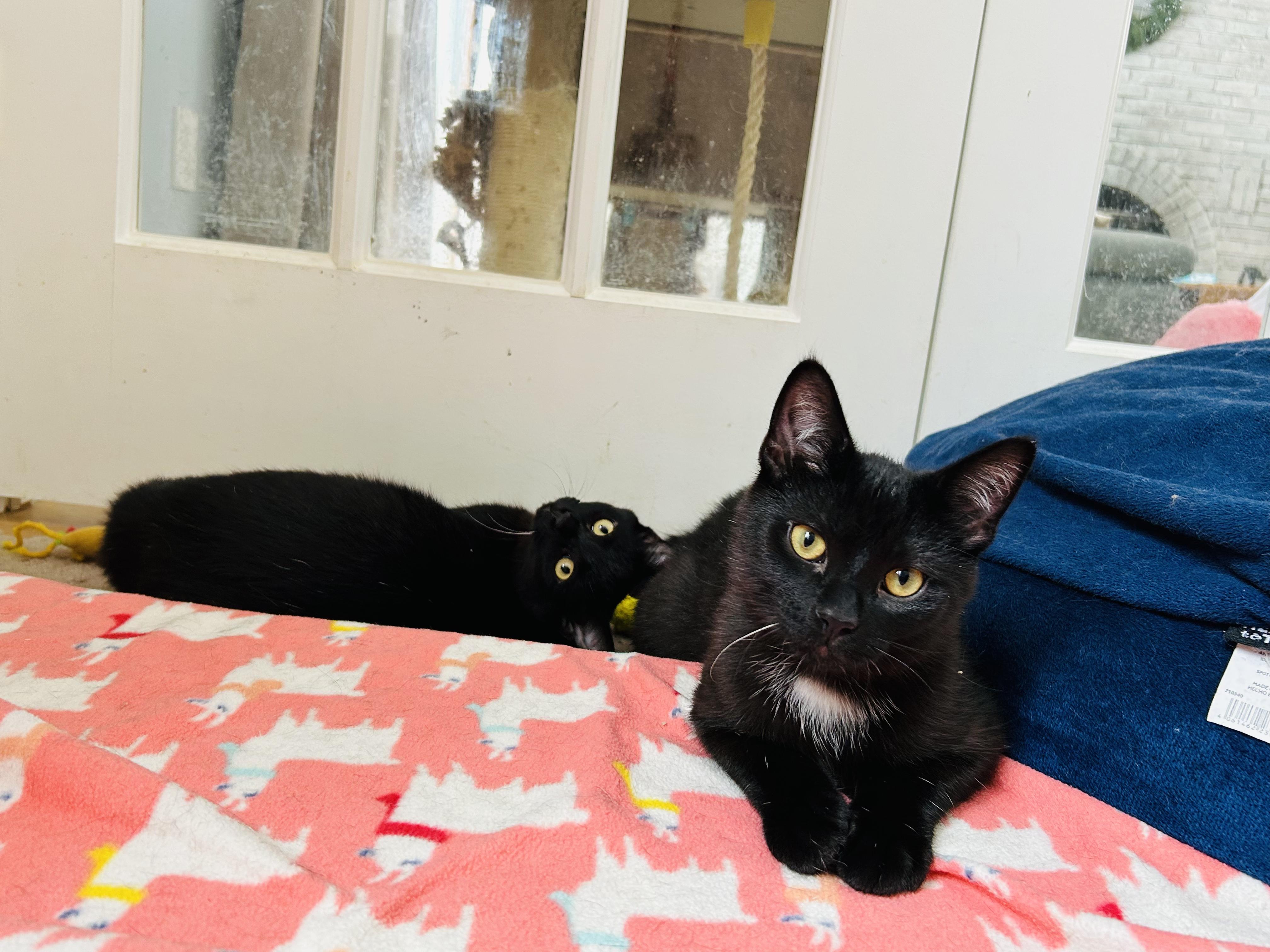 Enlarge Falafel and Tzatziki, a ADOPTABLE Tuxedo in Brighton, MI image 6/6