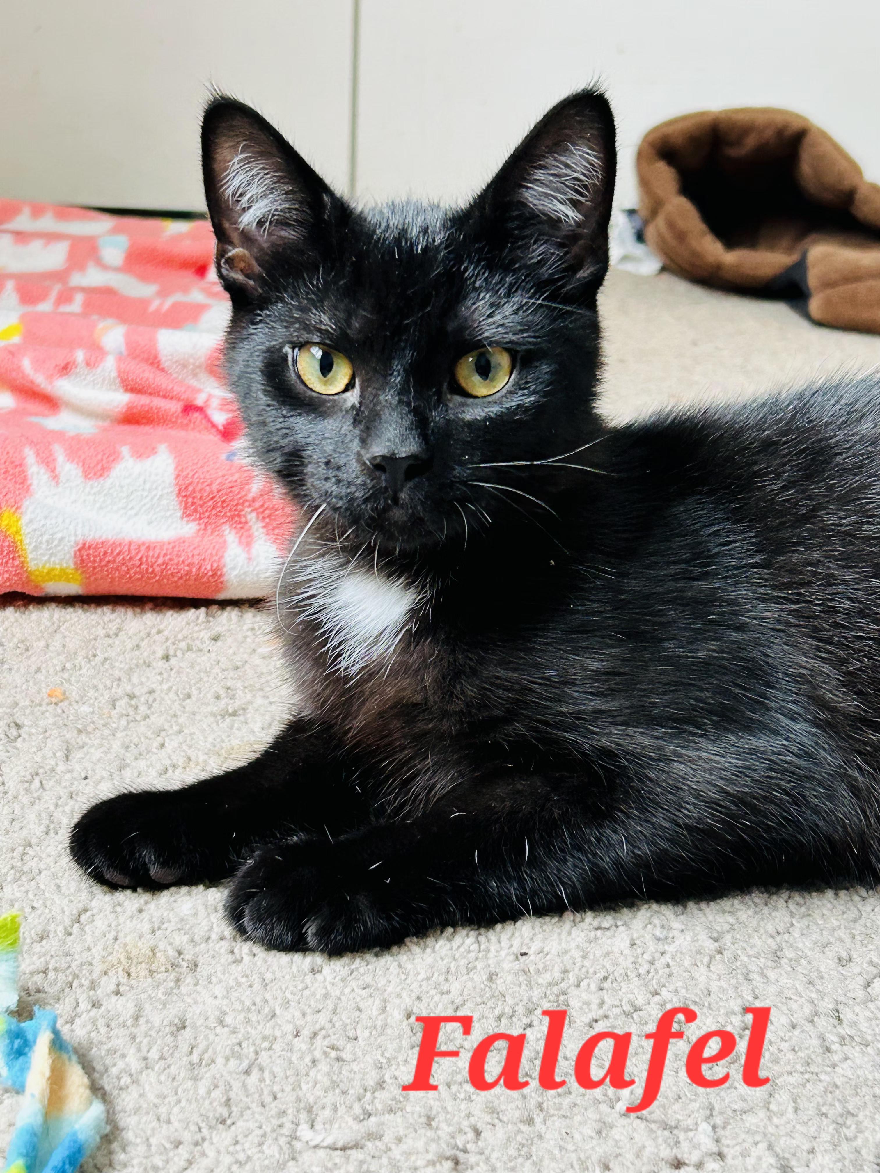 Enlarge Falafel and Tzatziki, a ADOPTABLE Tuxedo in Brighton, MI image 2/6