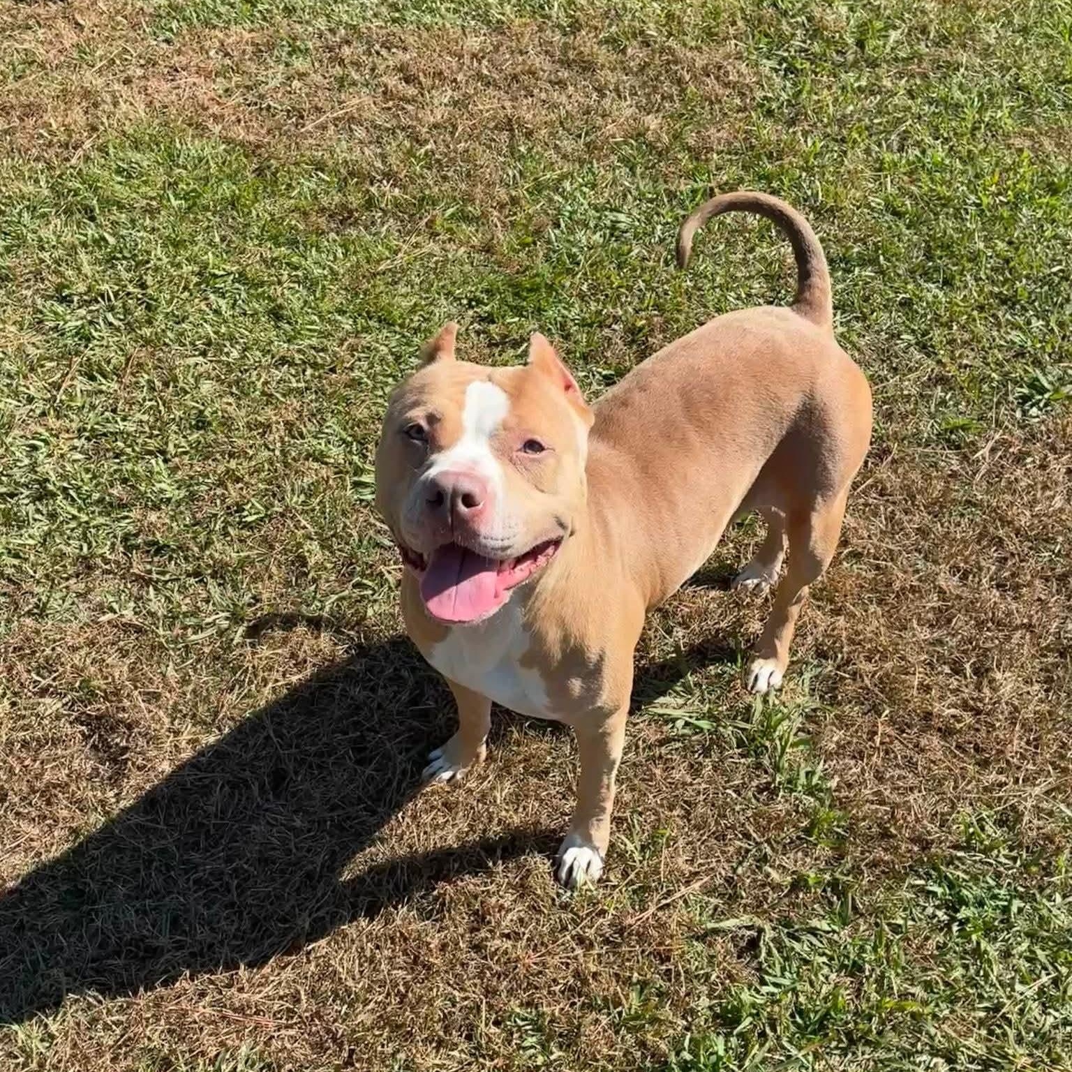 Sky - in foster home