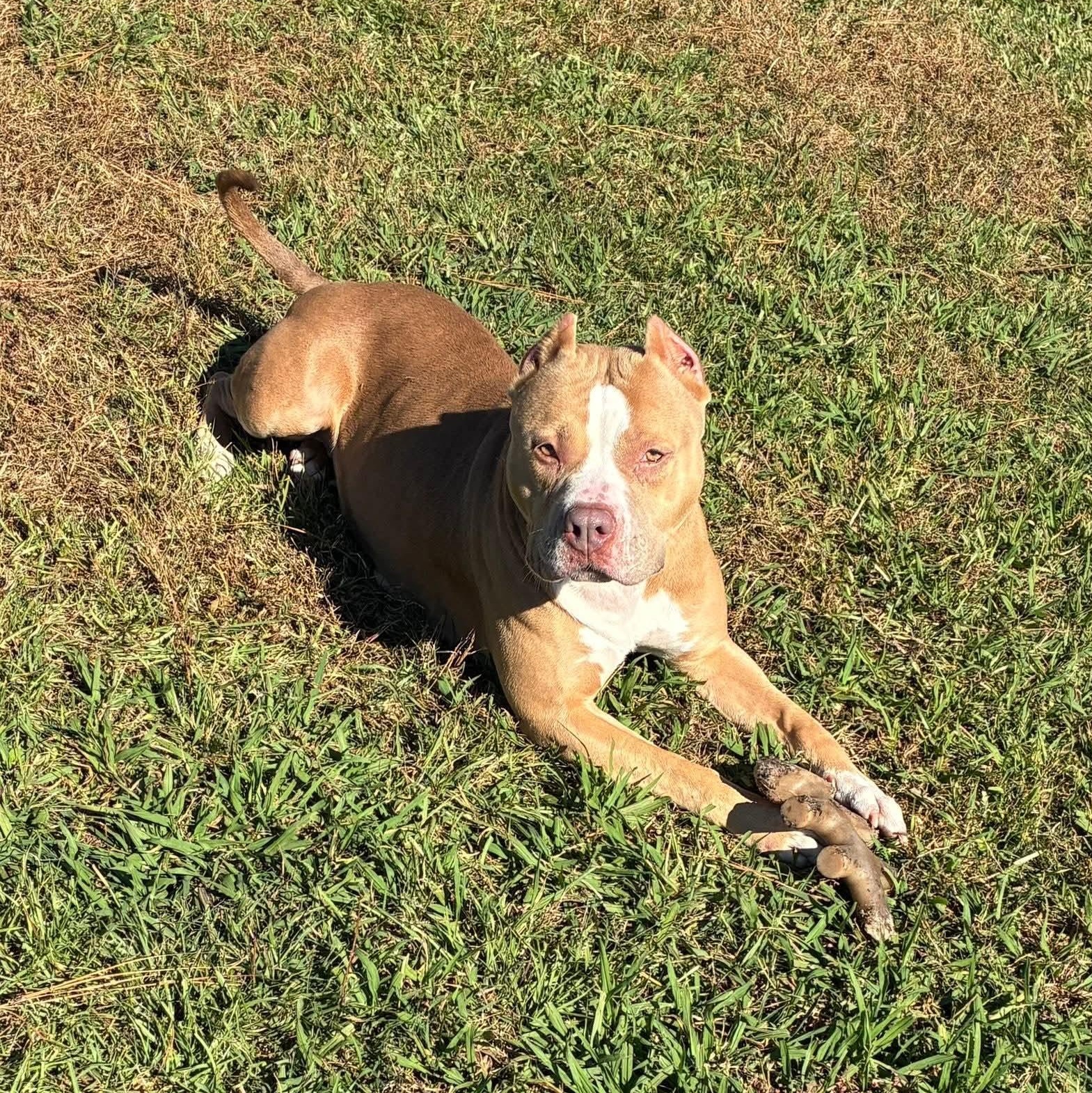 Sky - in foster home