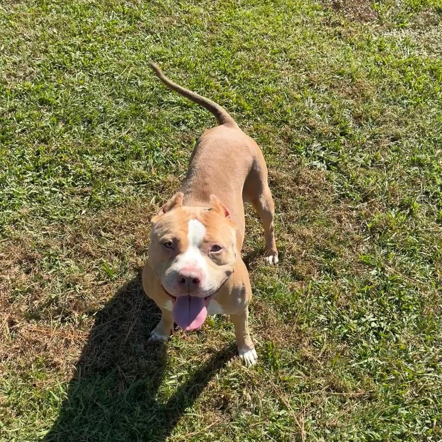 Sky - in foster home