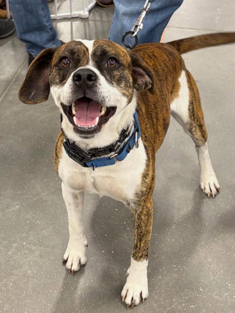 Enlarge Barkley, a Adoptable mixed breed in sun prairie, WI image 1/5