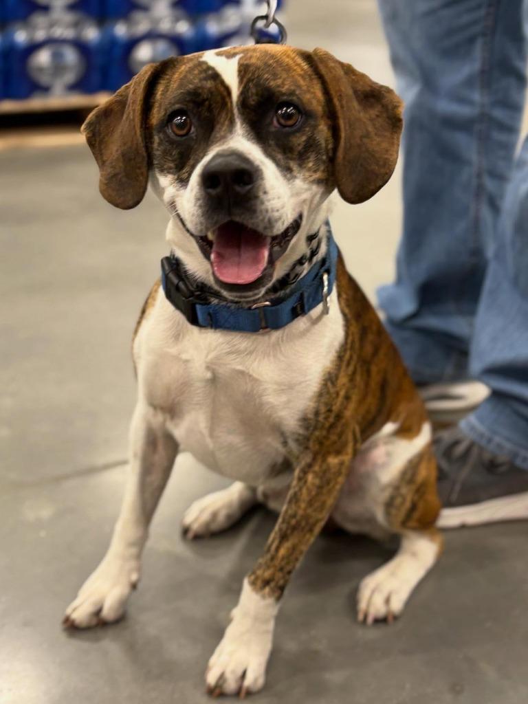 Enlarge Barkley, a Adoptable mixed breed in sun prairie, WI image 3/5