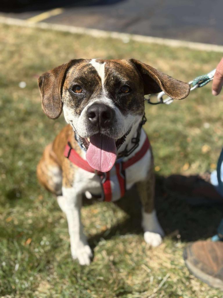 Enlarge Barkley, a Adoptable mixed breed in sun prairie, WI image 4/5
