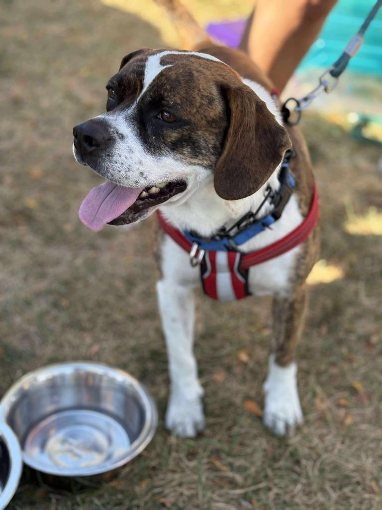 Enlarge Barkley, a Adoptable mixed breed in sun prairie, WI image 5/5