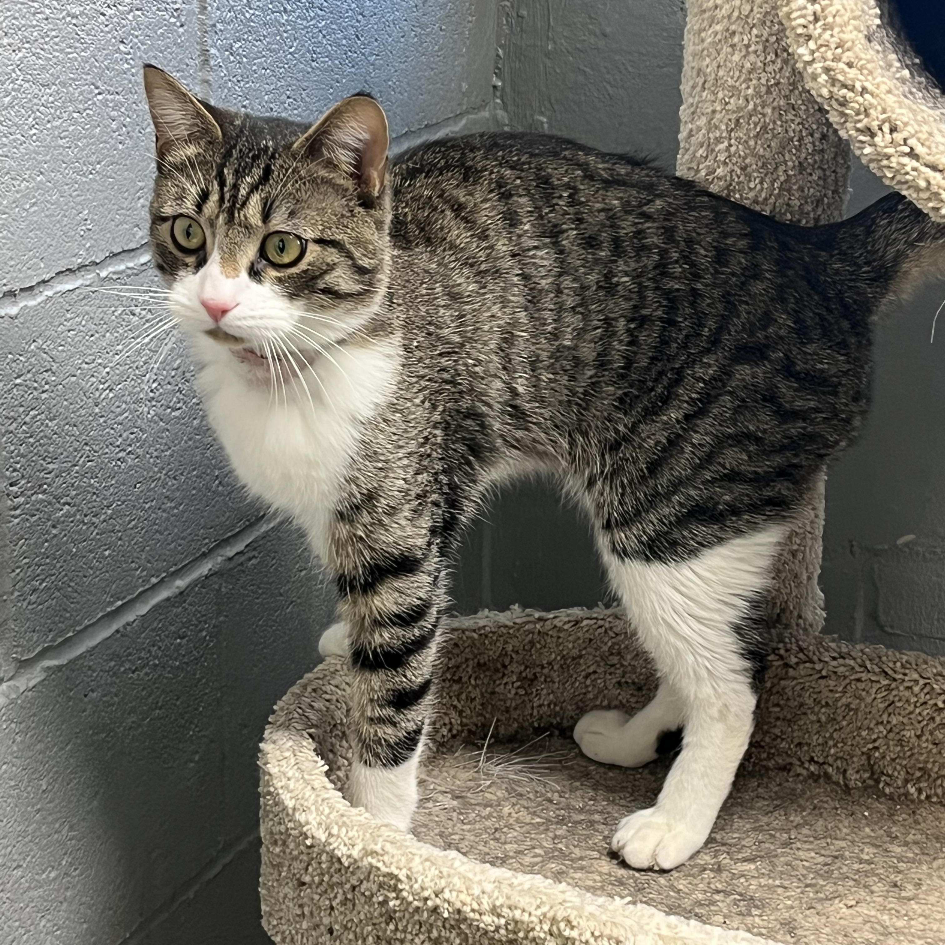 Charlie, ADOPTABLE, Young Male Tabby & Domestic Short Hair.