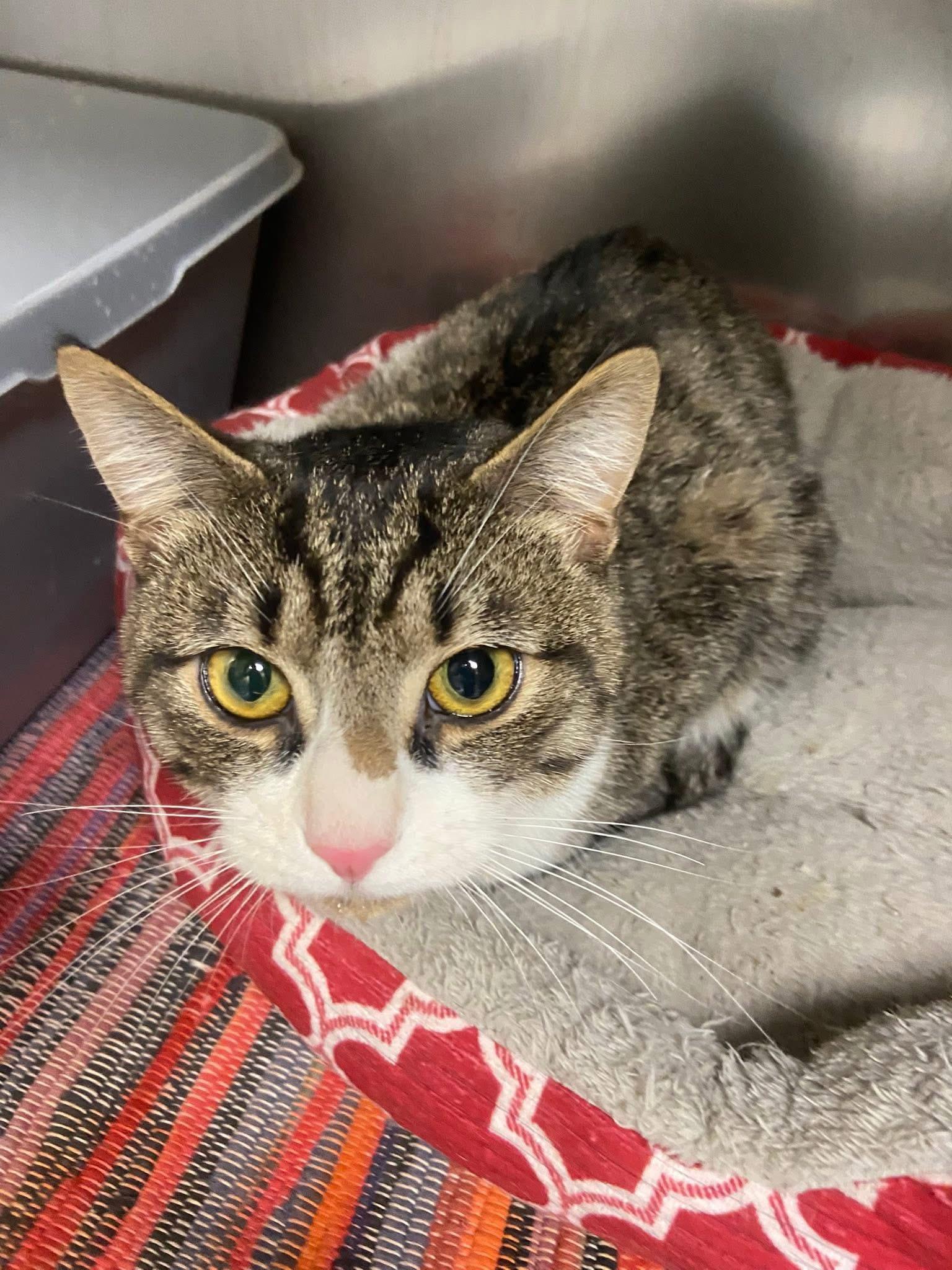 Charlie, ADOPTABLE, Young Male Tabby & Domestic Short Hair.
