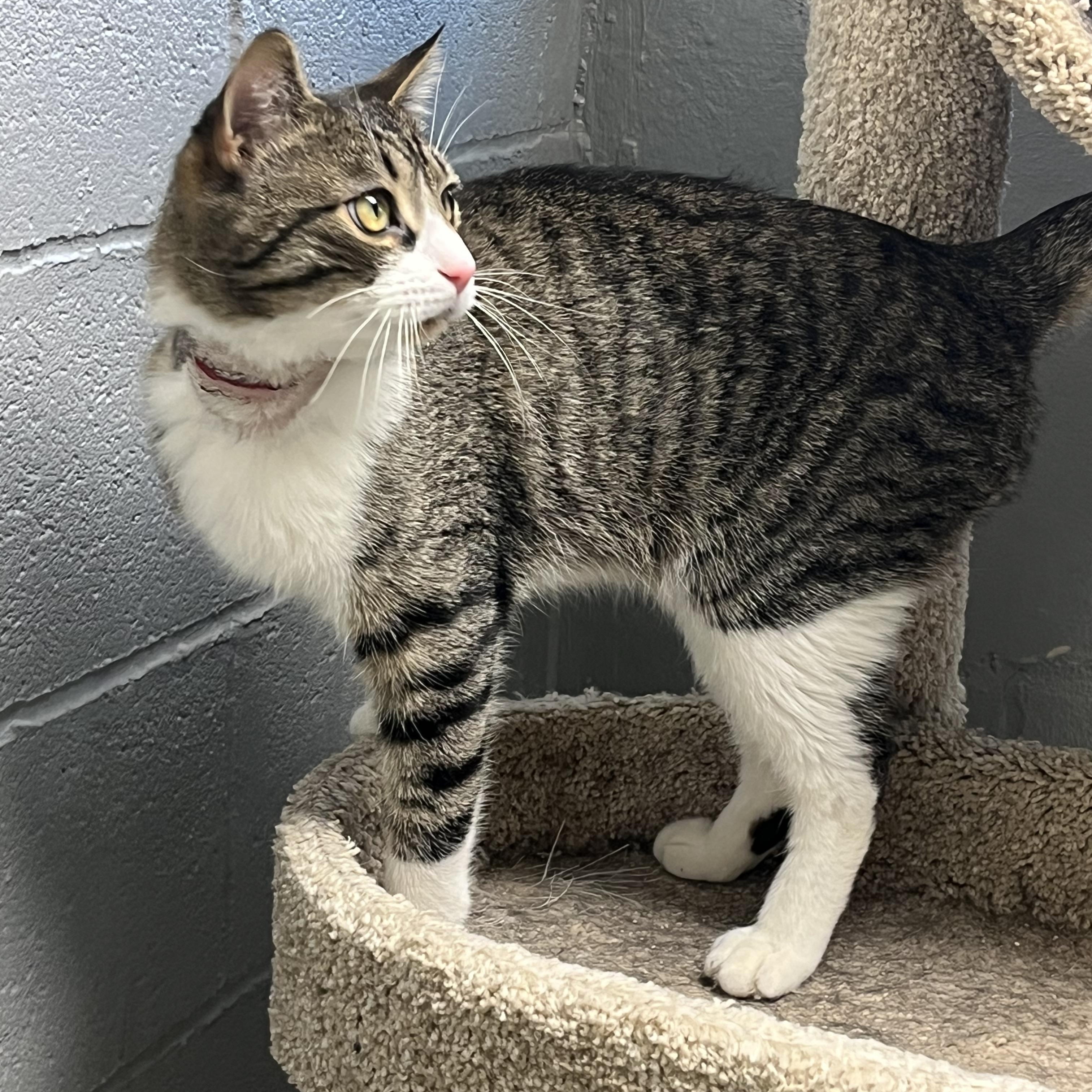 Charlie, a ADOPTABLE mixed breed in Mendham, NJ image 5/5