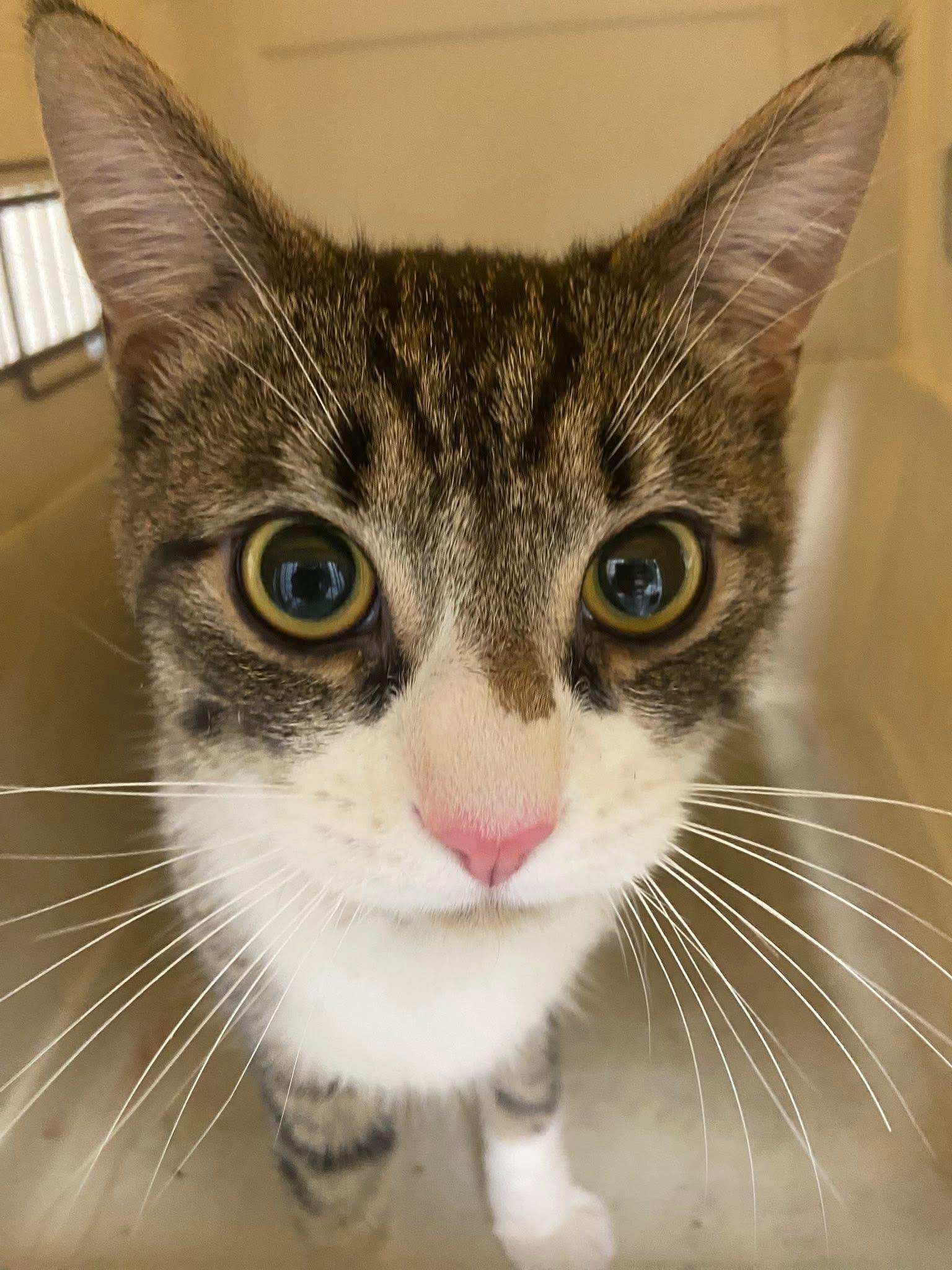 Enlarge Charlie, a ADOPTABLE mixed breed in Mendham, NJ image 2/3