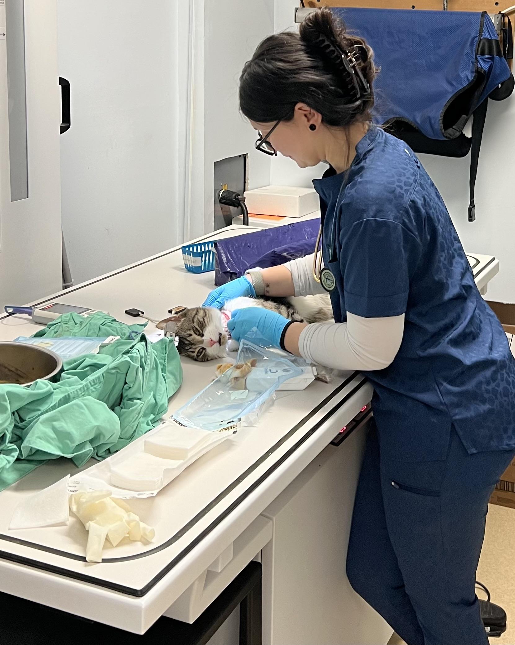 Enlarge Charlie, a ADOPTABLE mixed breed in Mendham, NJ image 3/3