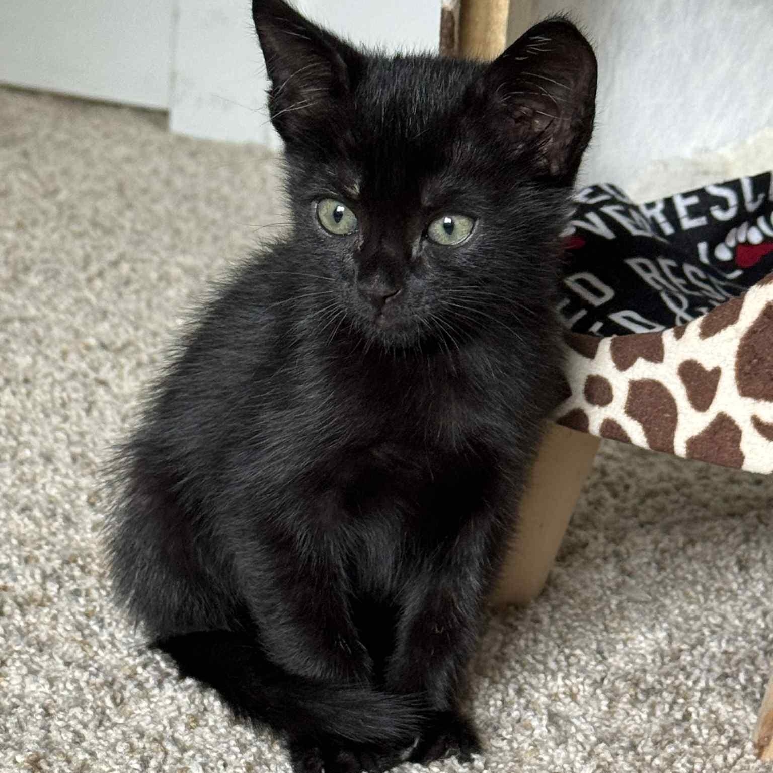Ellie - in foster home