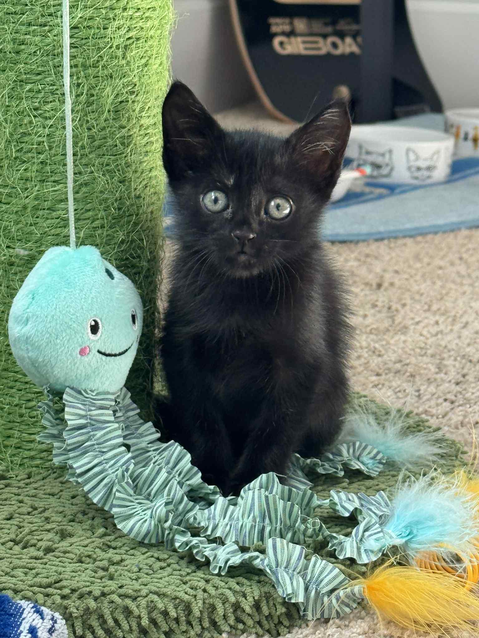 Ellie - in foster home