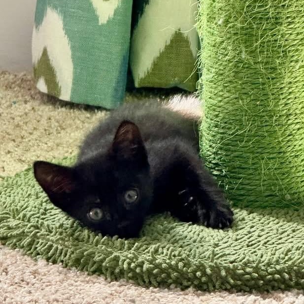 Ellie - in foster home