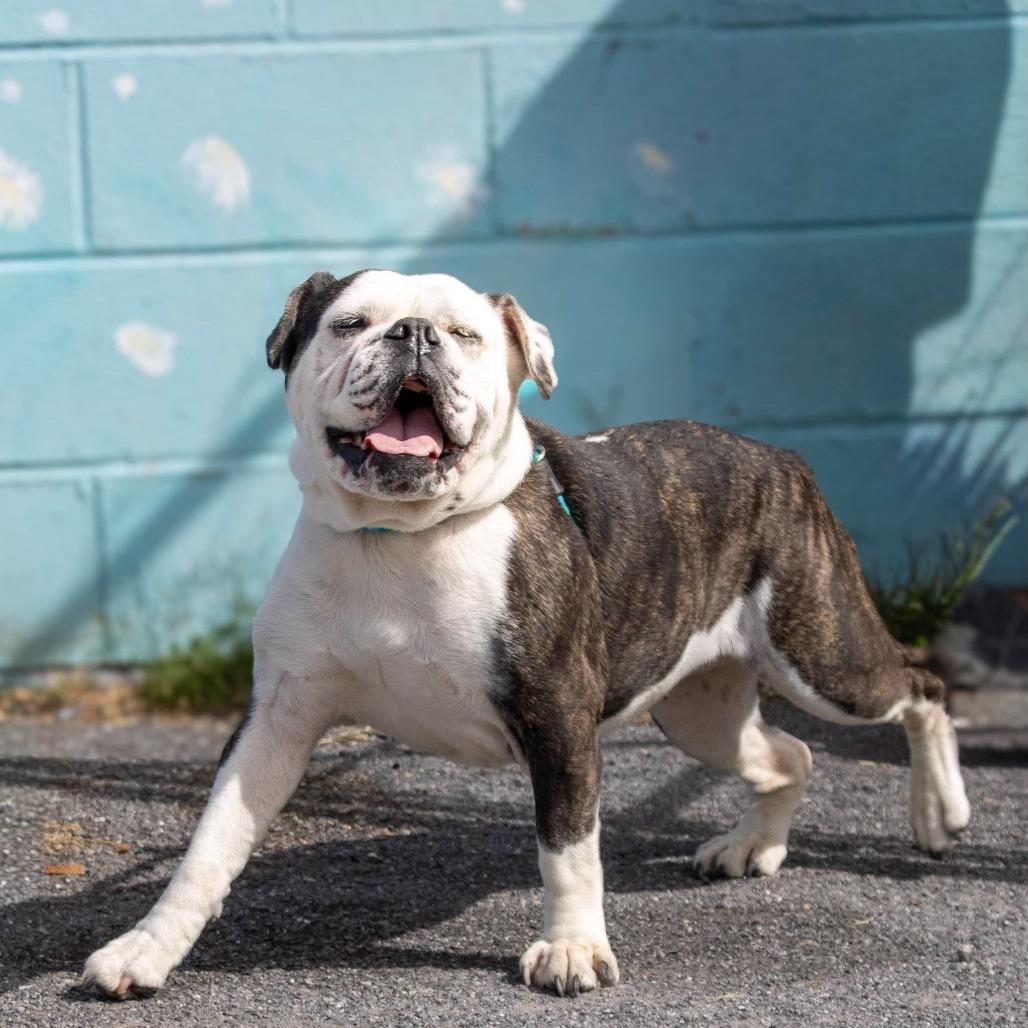 Hazel, ADOPTABLE, Senior • Female, English Bulldog.