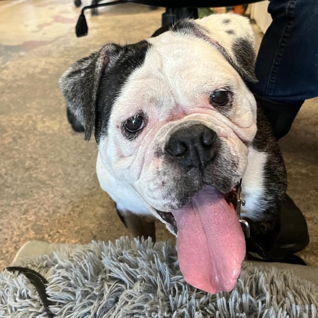 Enlarge Hazel, a Adoptable English Bulldog in Saugerties, NY image 1/3