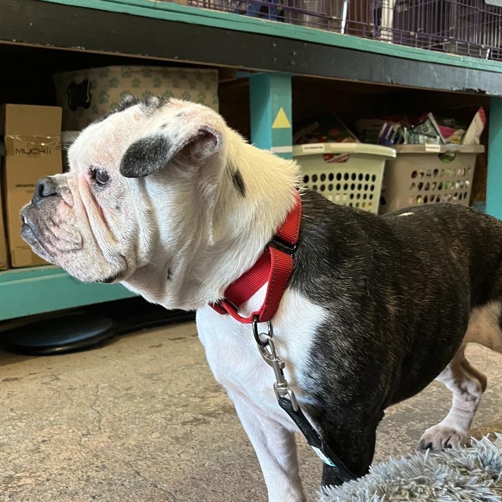 Enlarge Hazel, a Adoptable English Bulldog in Saugerties, NY image 2/3