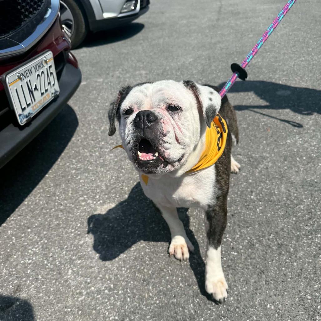 Enlarge Hazel, a Adoptable English Bulldog in Saugerties, NY image 4/6