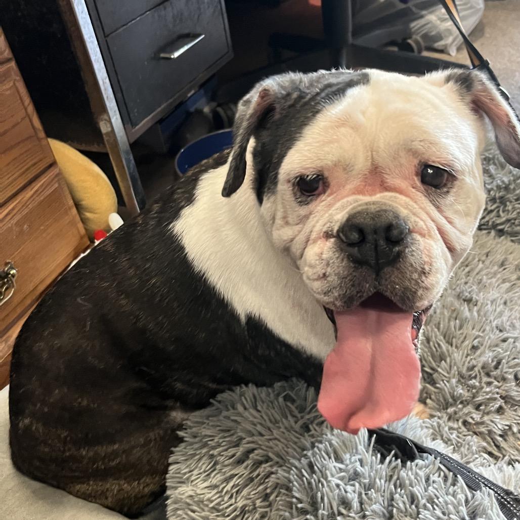 Enlarge Hazel, a Adoptable English Bulldog in Saugerties, NY image 3/3