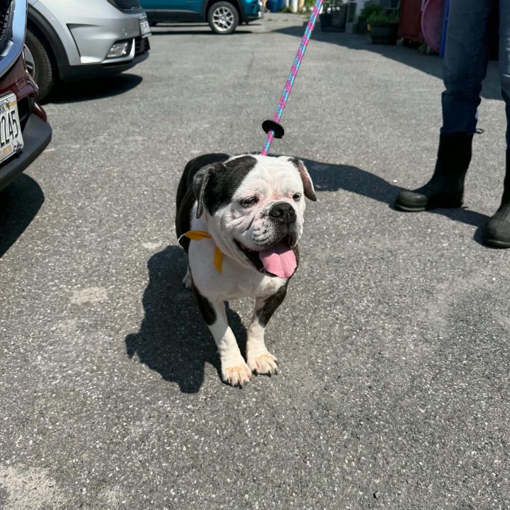 Enlarge Hazel, a Adoptable English Bulldog in Saugerties, NY image 6/6