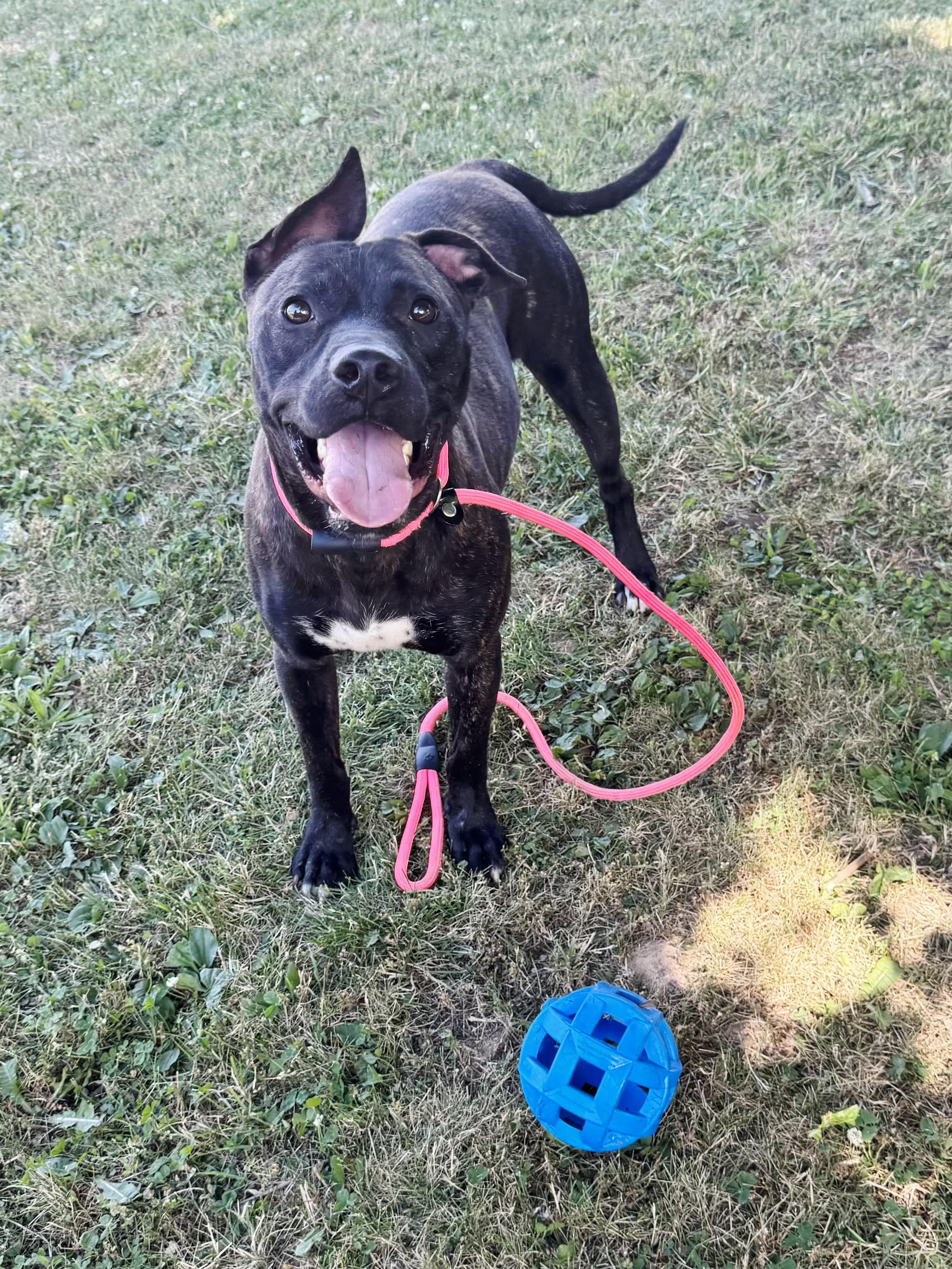 Tango, ADOPTABLE, Young Male American Staffordshire Terrier.