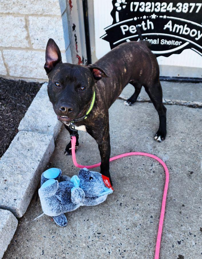 Enlarge Tango, a ADOPTABLE mixed breed in Perth Amboy, NJ image 3/4