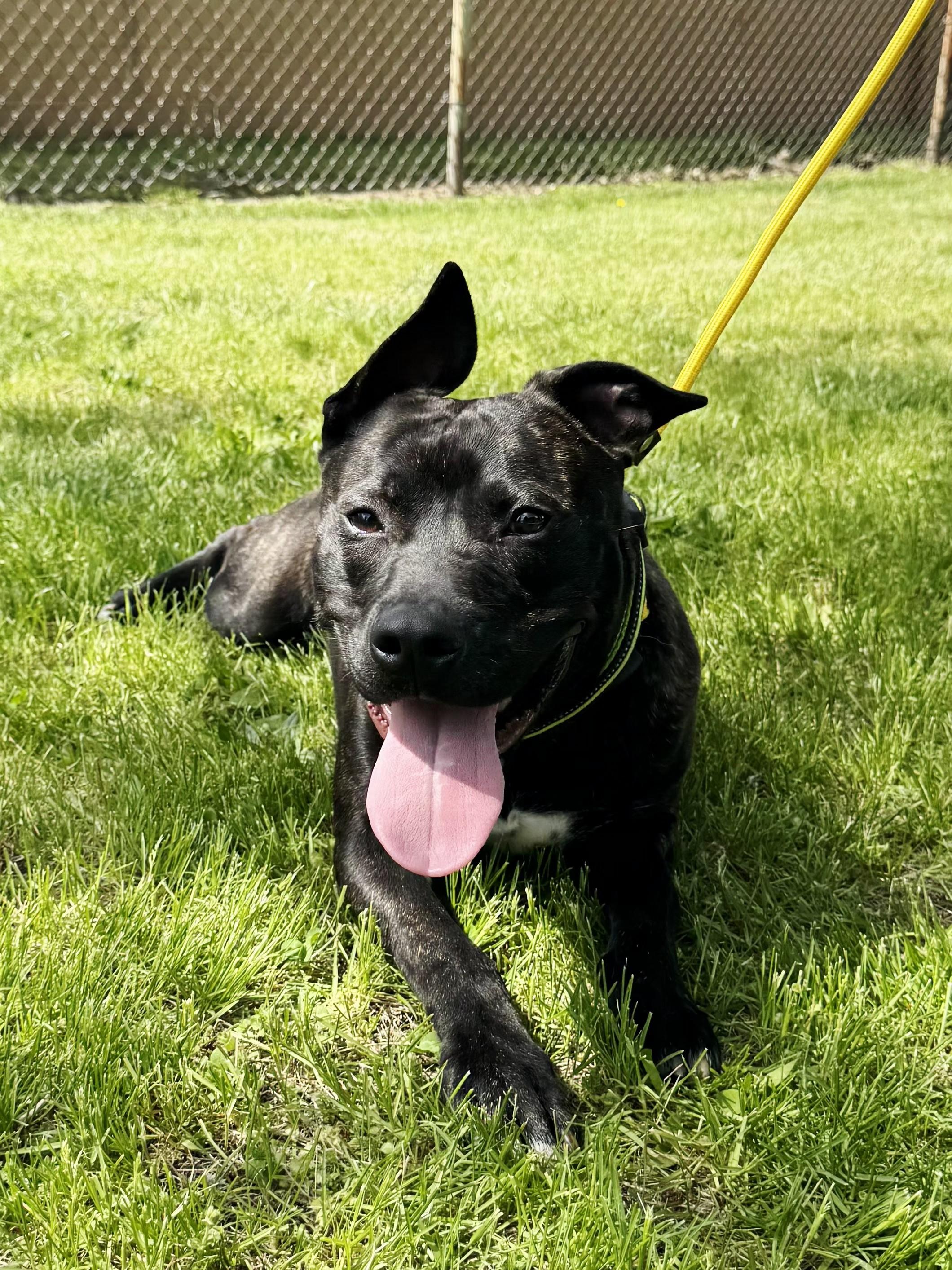 Enlarge Tango, a ADOPTABLE mixed breed in Perth Amboy, NJ image 4/4