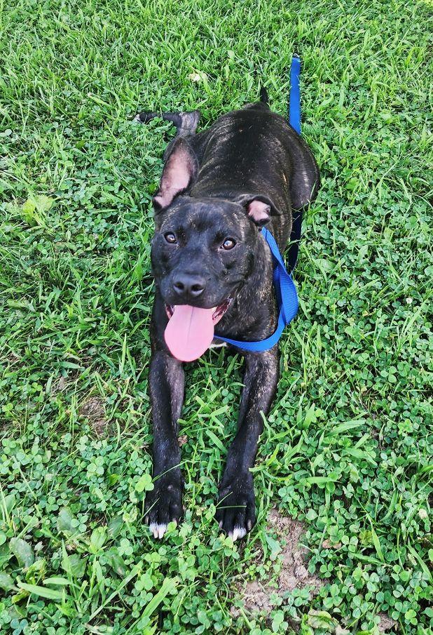 Tango, ADOPTABLE, Young Male American Staffordshire Terrier.