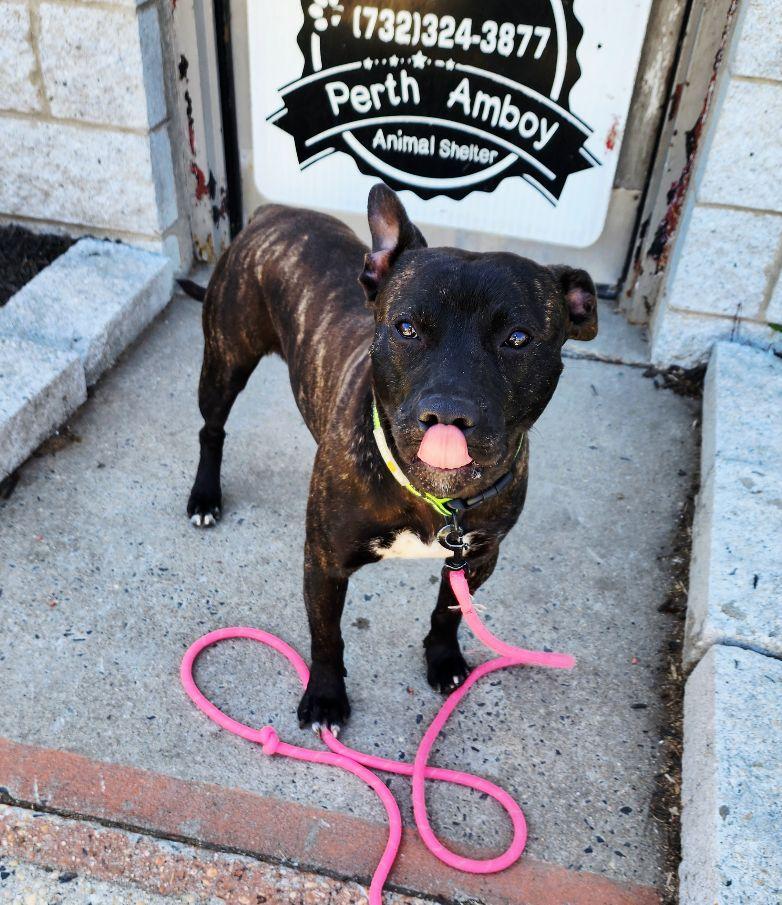 Enlarge Tango, a ADOPTABLE mixed breed in Perth Amboy, NJ image 2/4
