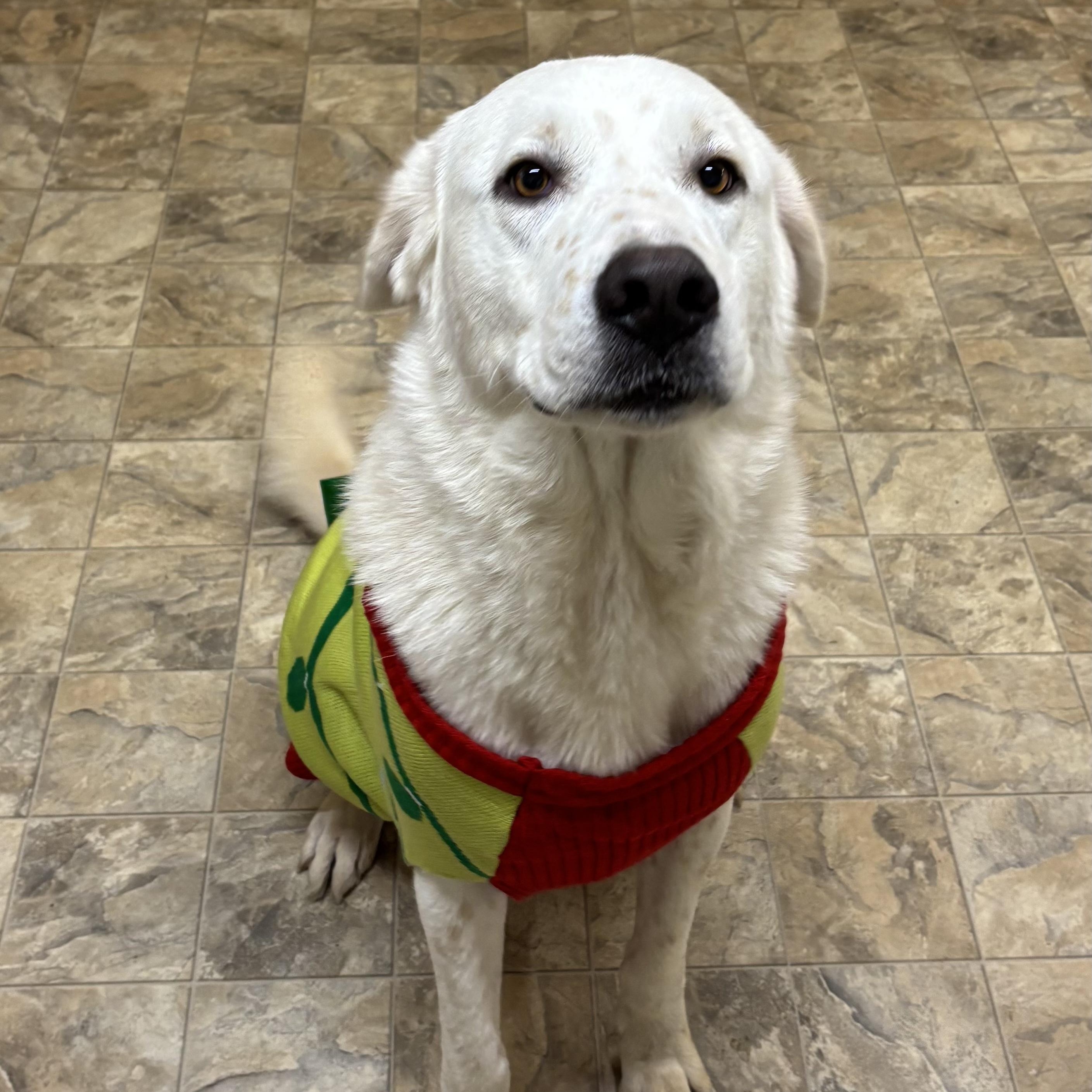 Storm, Adult Male Great Pyrenees