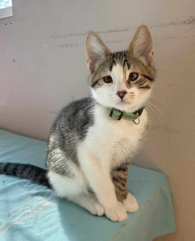 Paul, Adoptable, Young Male Tabby & Domestic Short Hair.