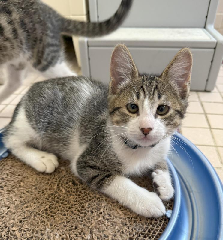 Enlarge Paul, a Adoptable mixed breed in Sunnyvale, CA image 2/3