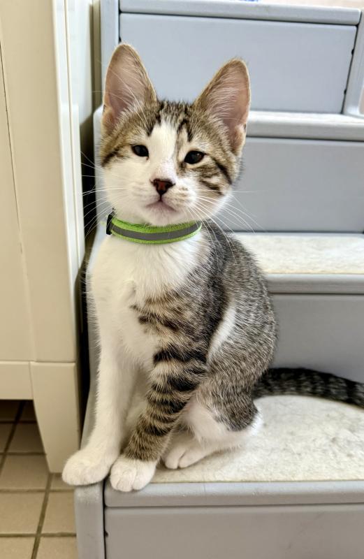 Enlarge Paul, a Adoptable mixed breed in Sunnyvale, CA image 3/3