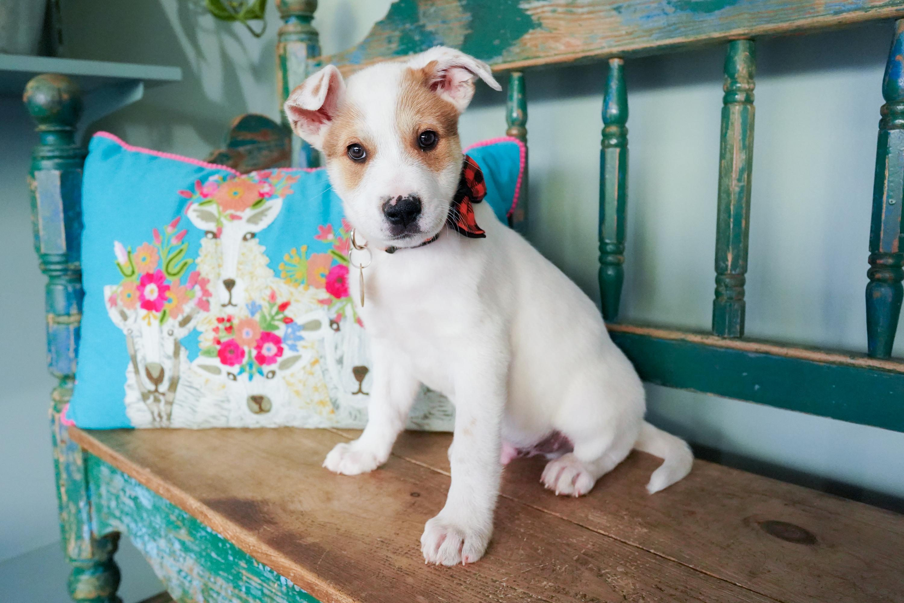 Enlarge Cola, a Adoptable mixed breed in San Antonio, TX image 4/5