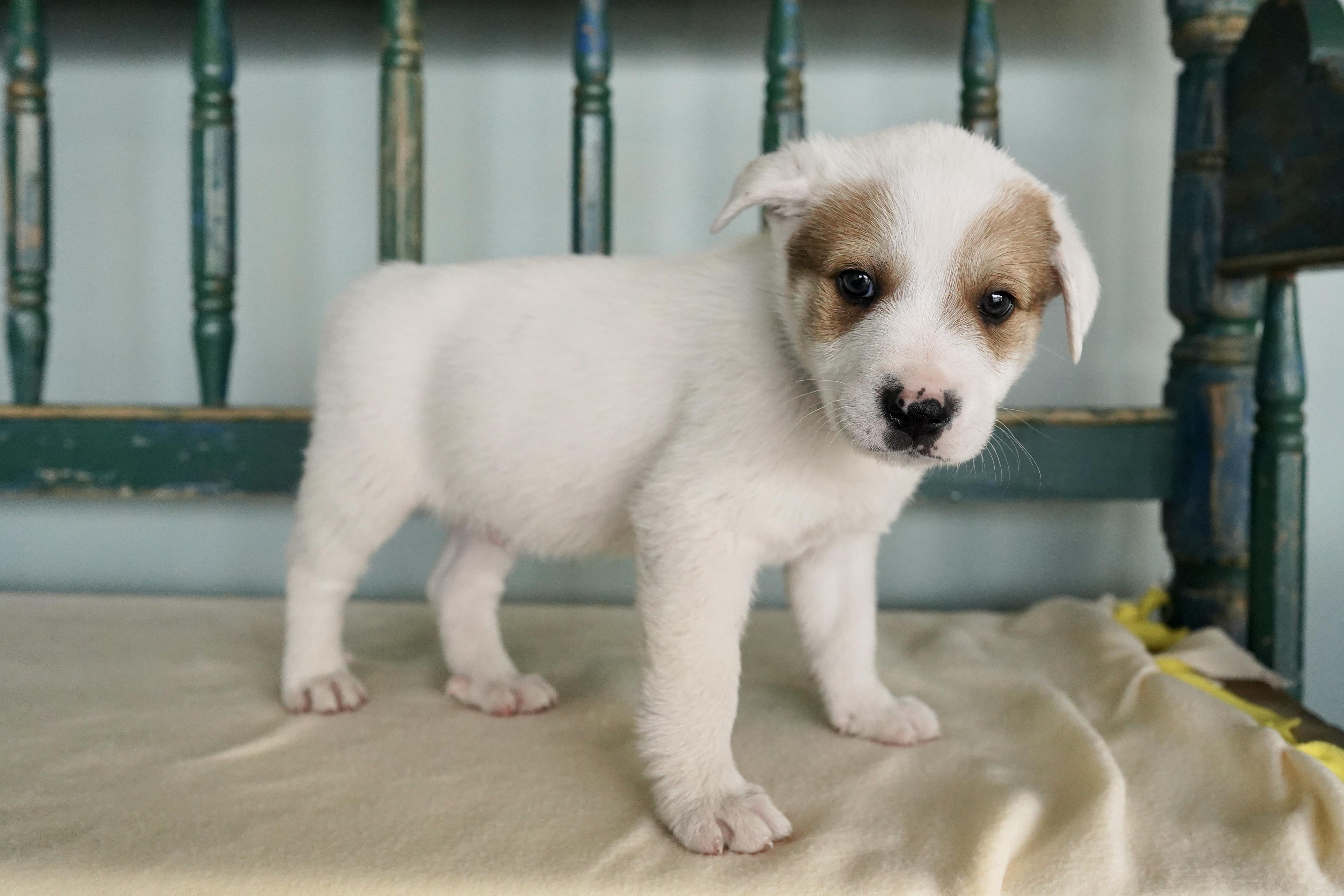 Nuka Cola, Adoptable, Young Male Jack Russell Terrier & Retriever.