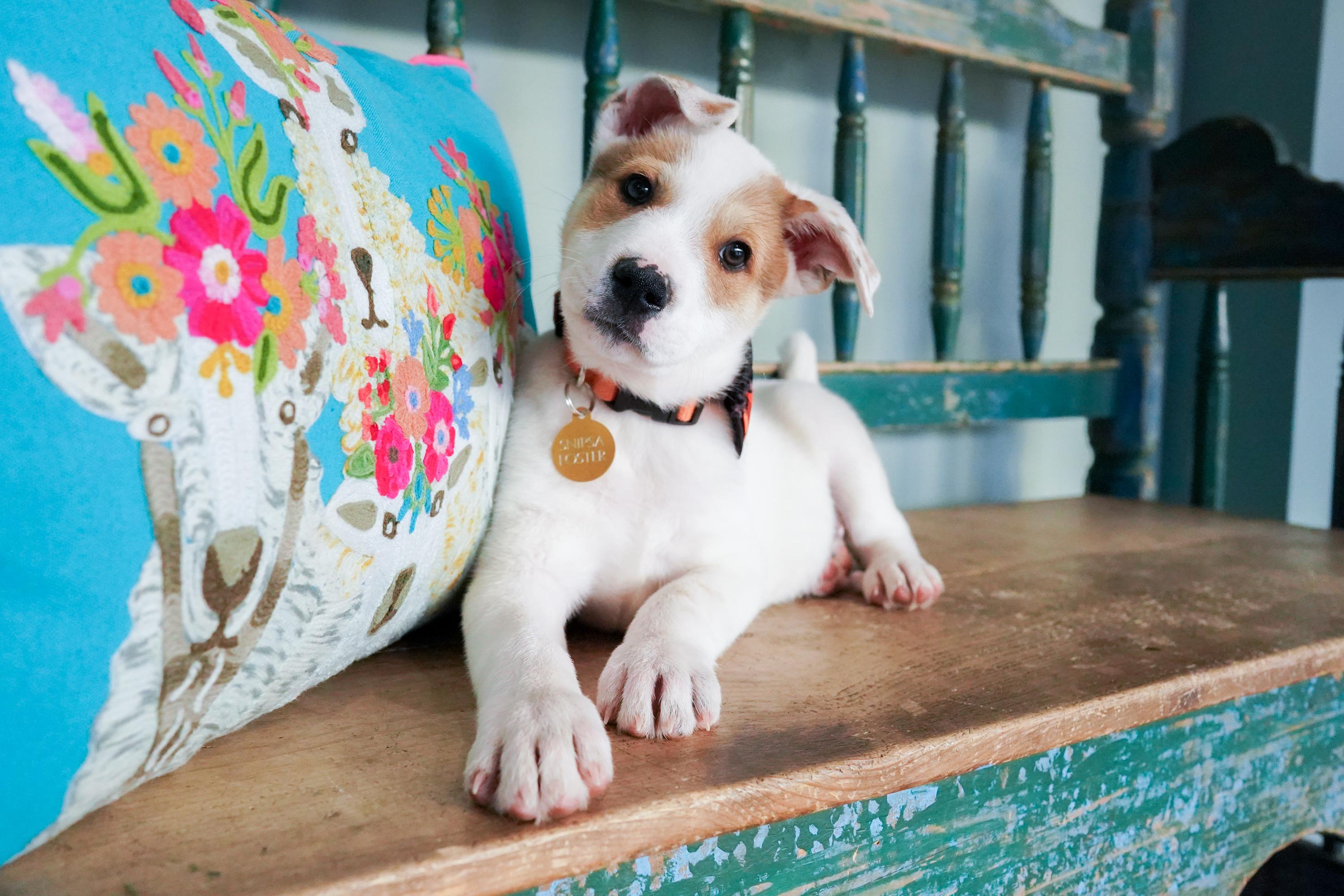 Cola, Adoptable, Puppy Male Great Pyrenees & Australian Cattle Dog / Blue Heeler.