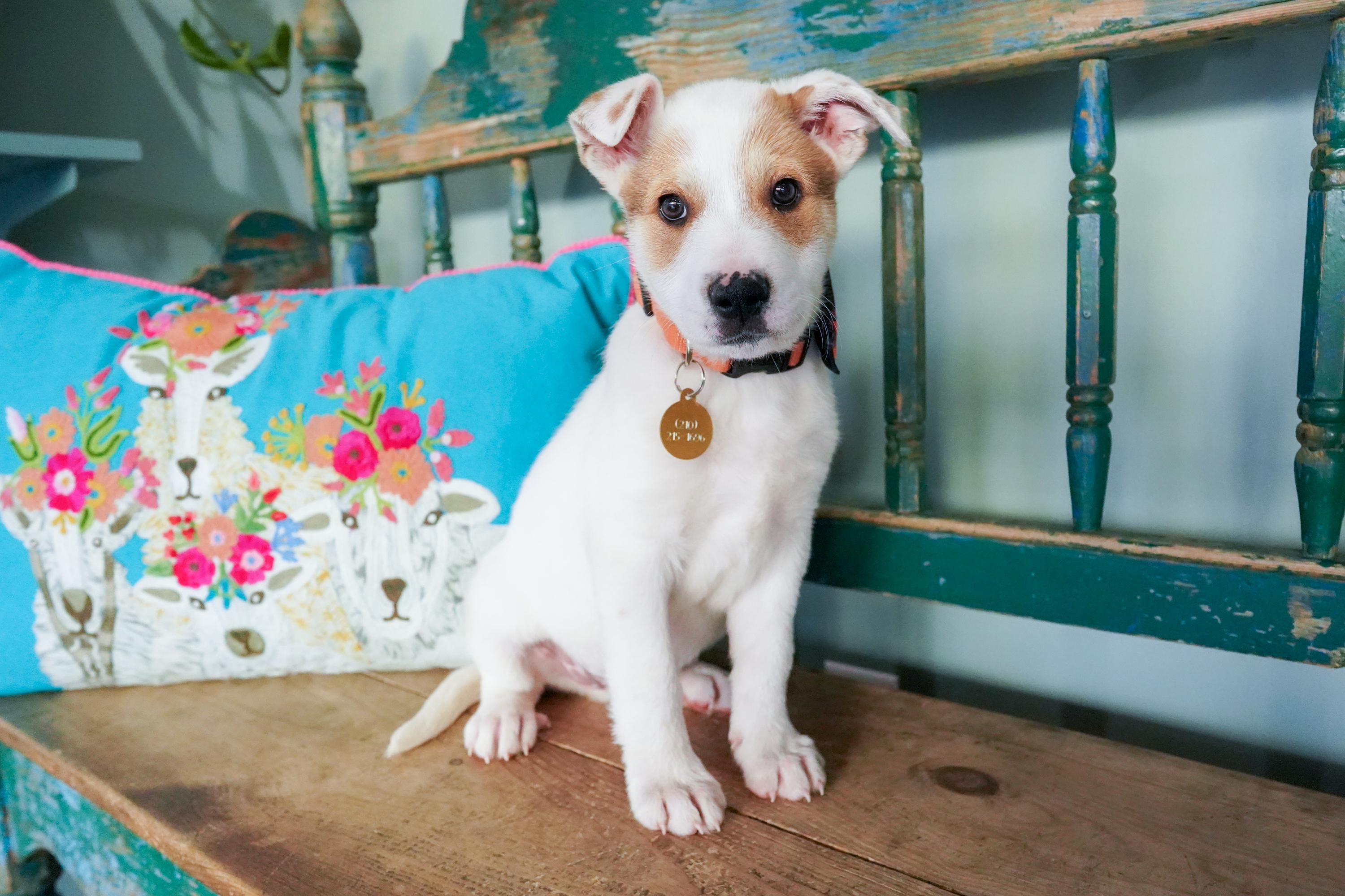 Enlarge Cola, a Adoptable mixed breed in San Antonio, TX image 2/5