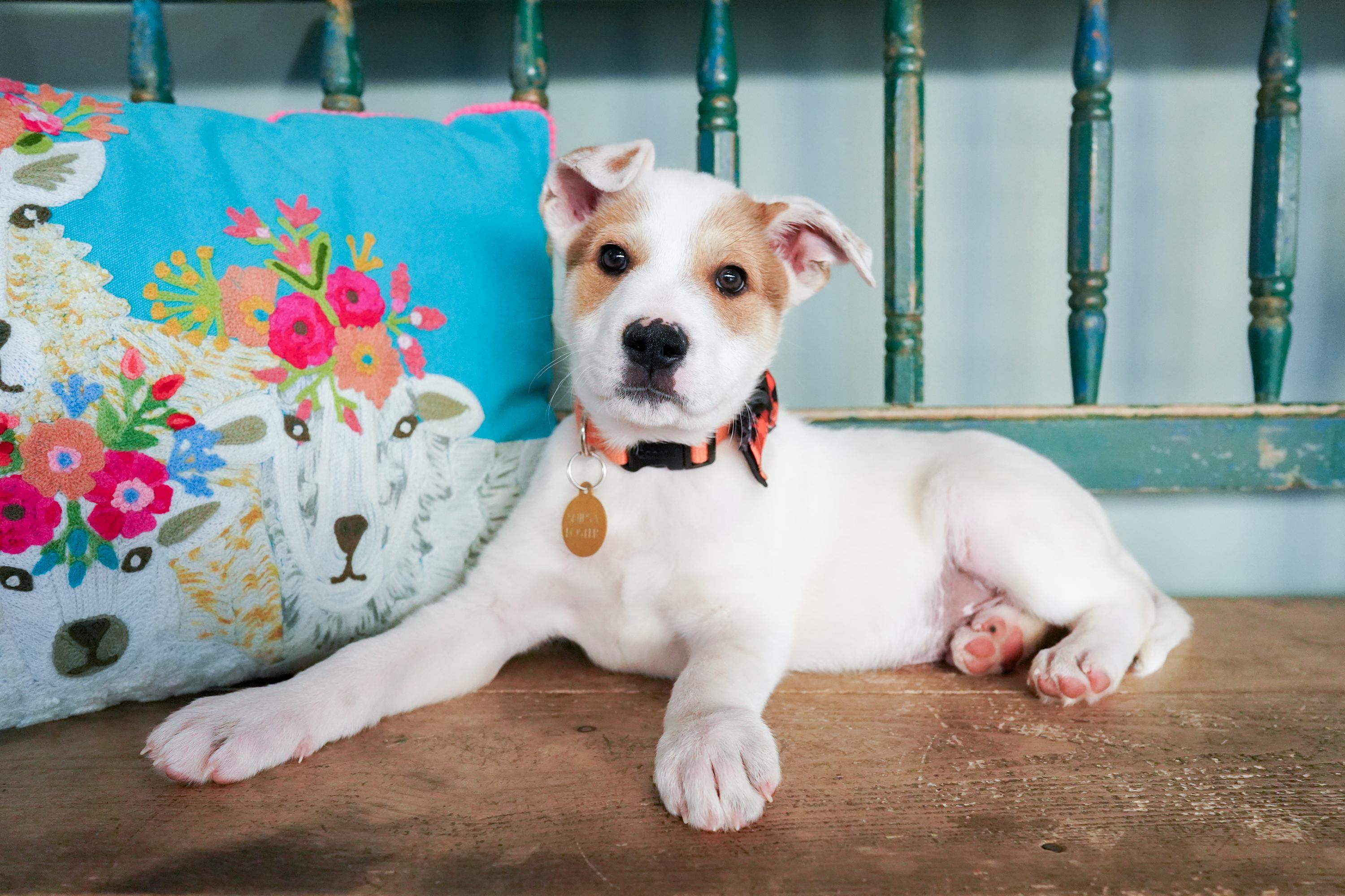 Enlarge Cola, a Adoptable mixed breed in San Antonio, TX image 3/5