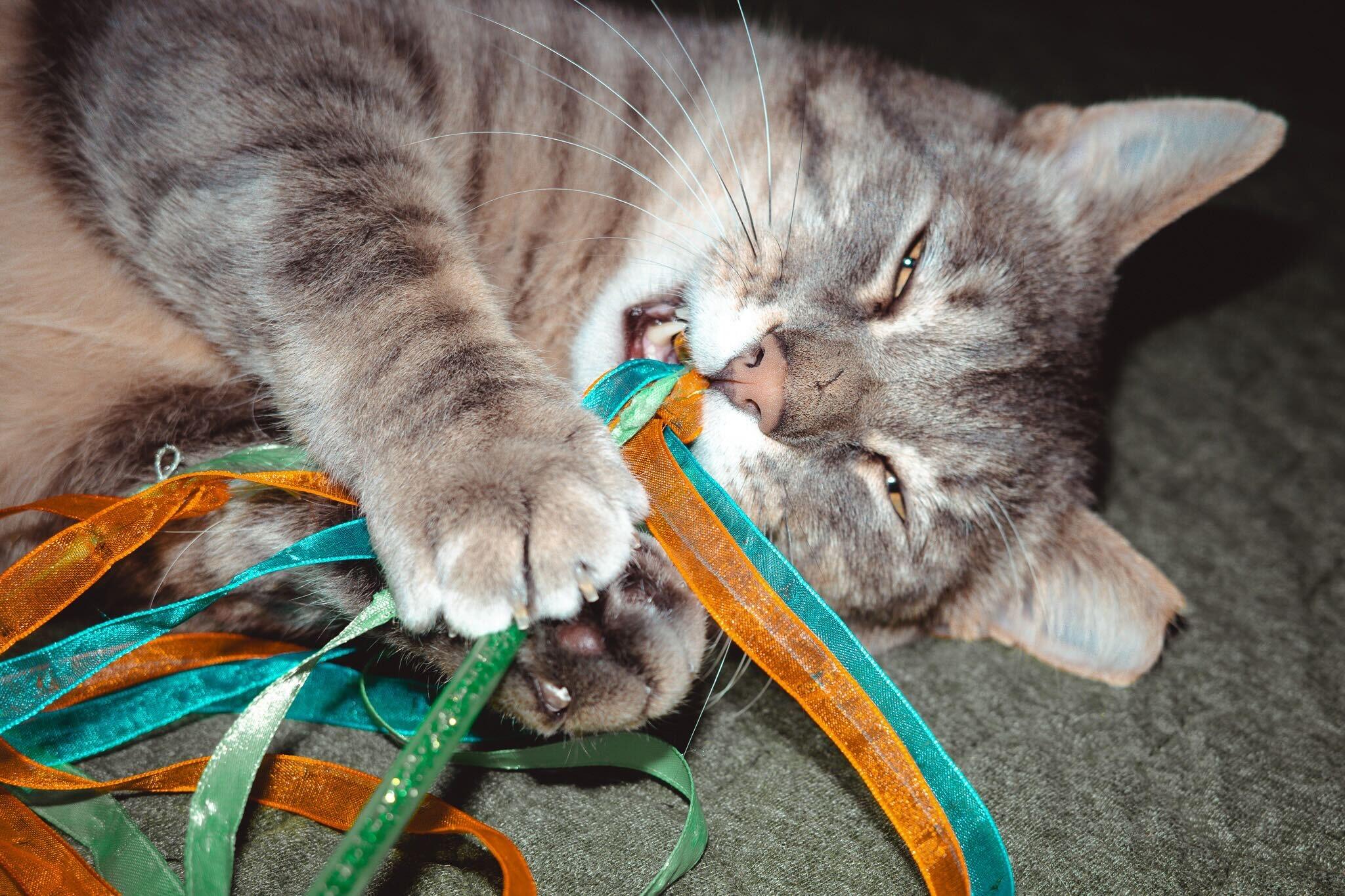 Enlarge Larry Gene, a ADOPTABLE Domestic Short Hair in Seattle, WA image 5/6