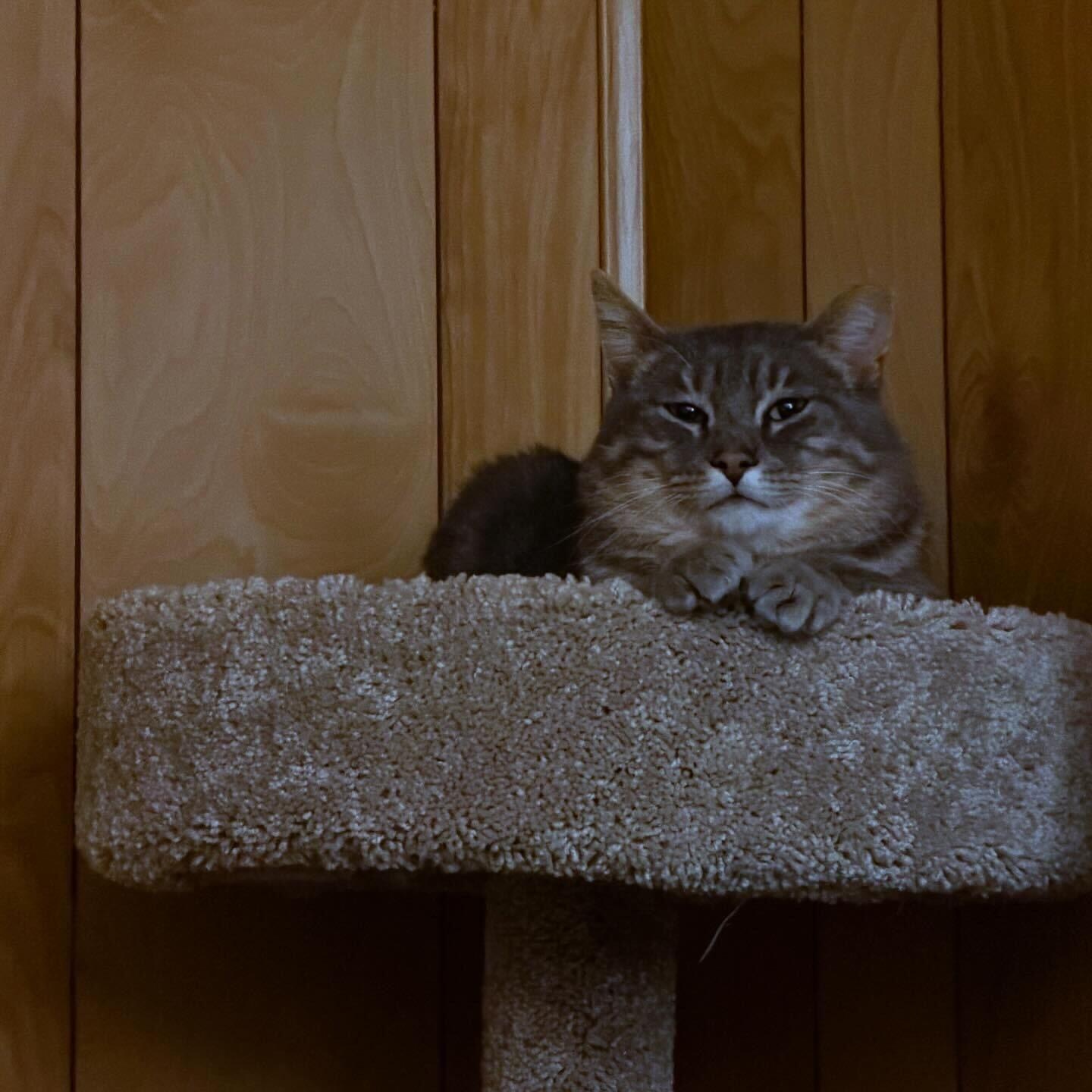 Enlarge Larry Gene, a ADOPTABLE Domestic Short Hair in Seattle, WA image 6/6