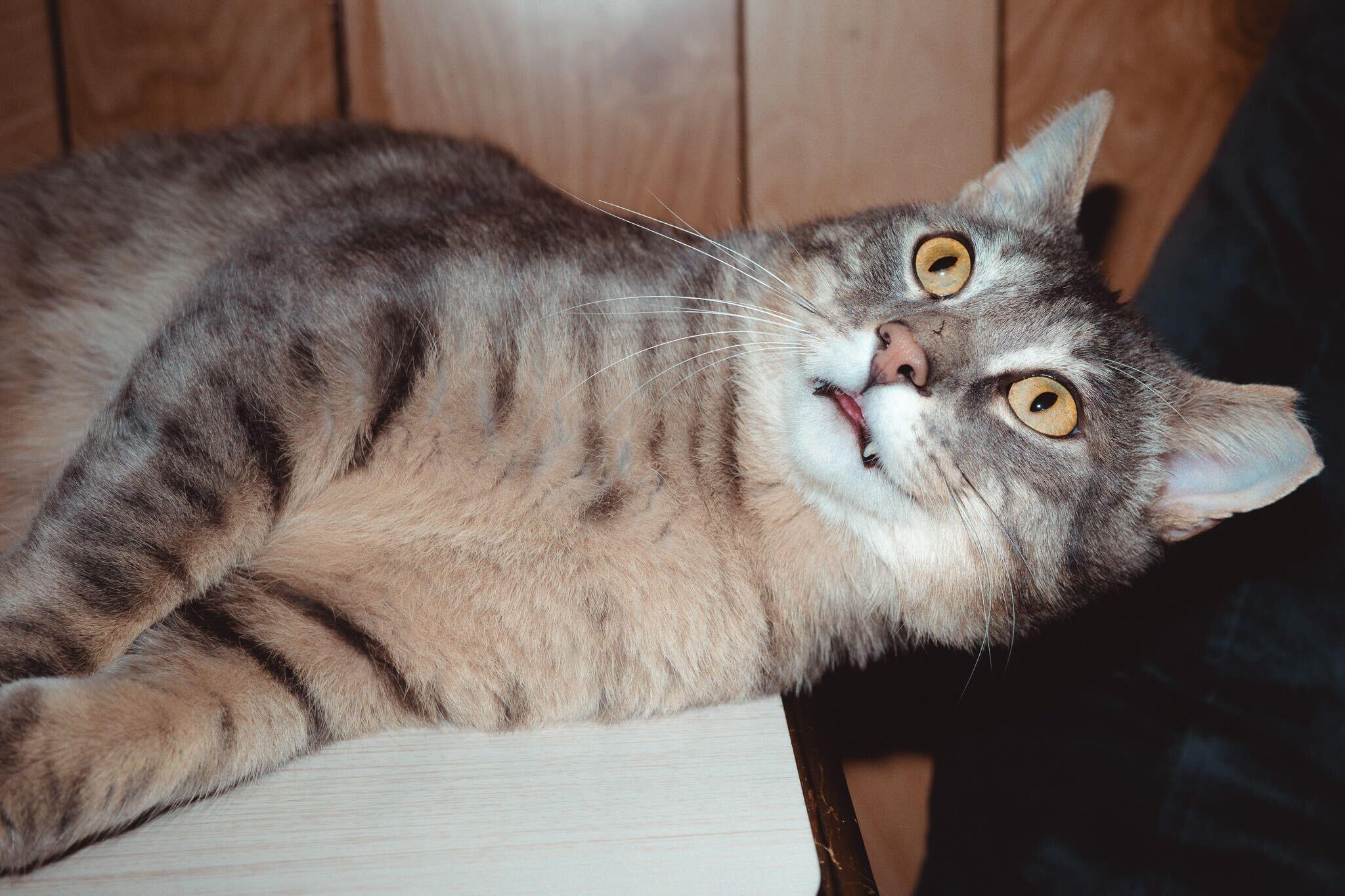 Larry Gene, ADOPTABLE, Young Male Domestic Short Hair.